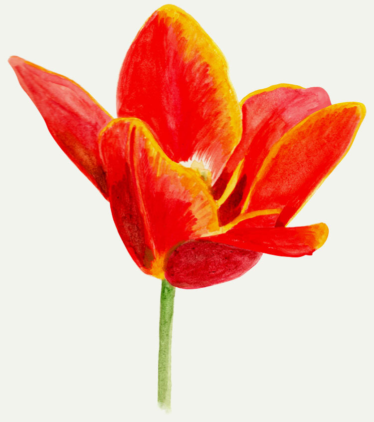 mek-frinchaboy-tulipan-rojo-red.jpg