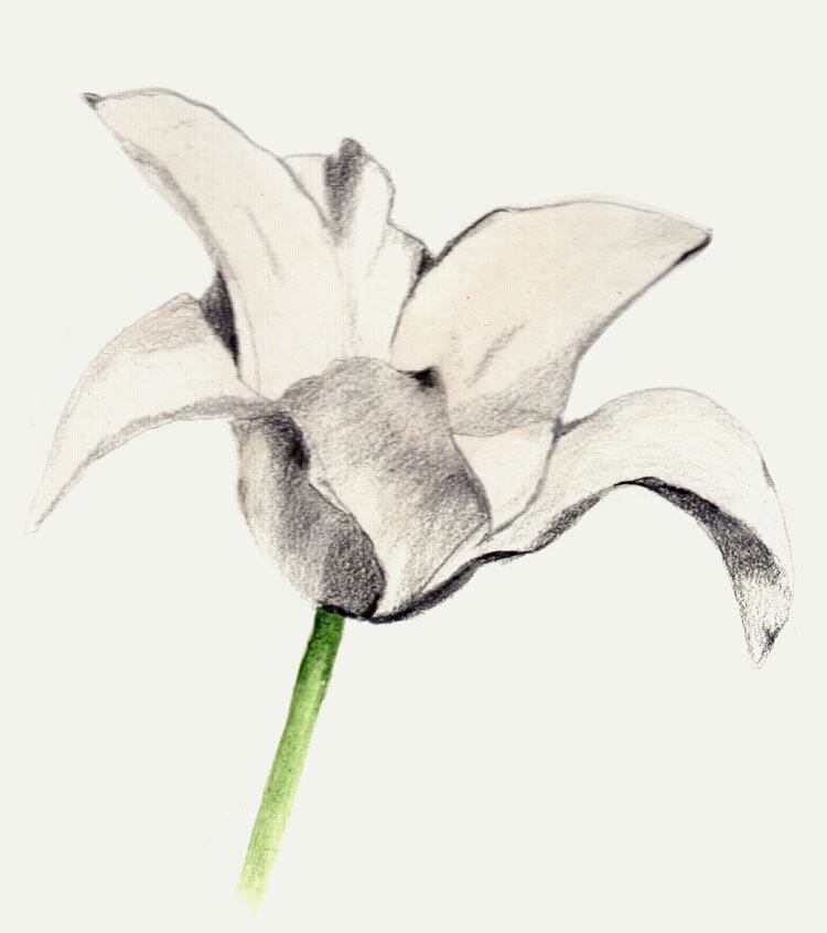 white-tulip-mek-frinchaboy.jpg