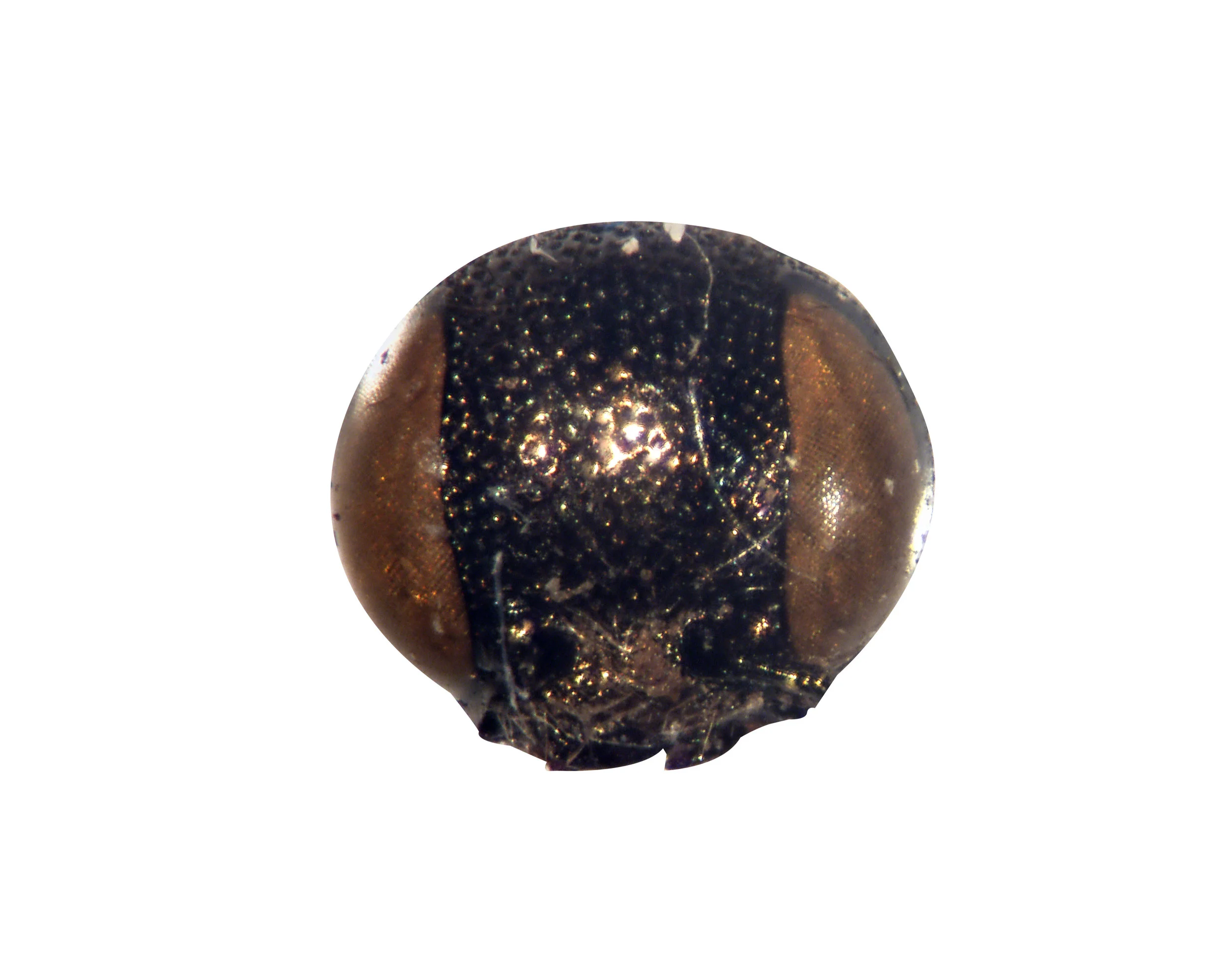 Burprestidae, Head