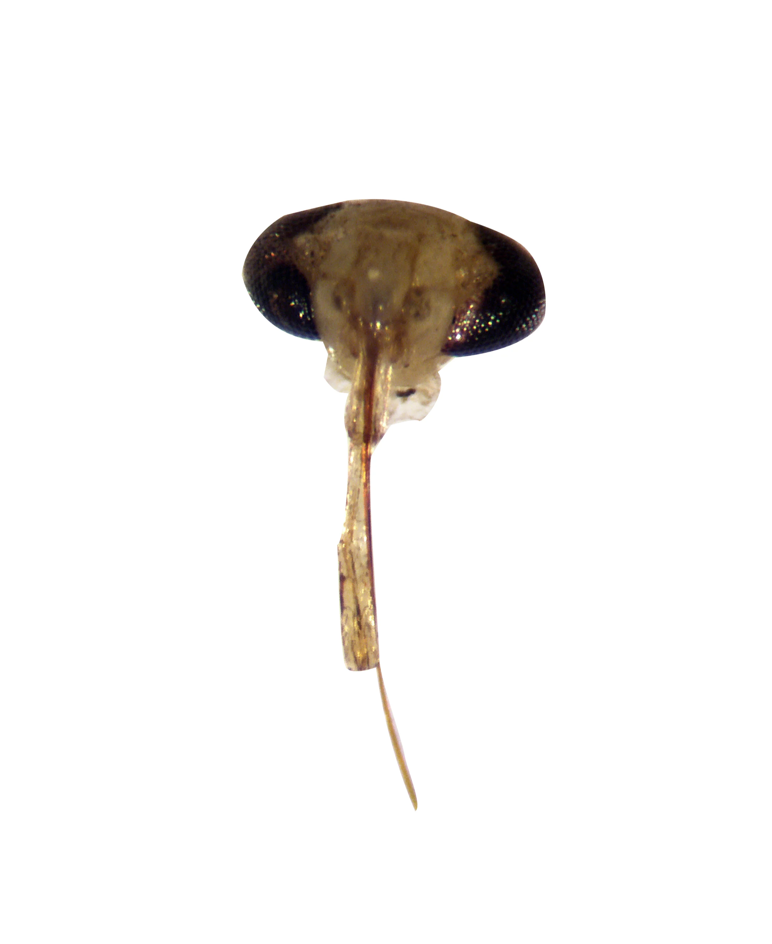 Miridae, Head