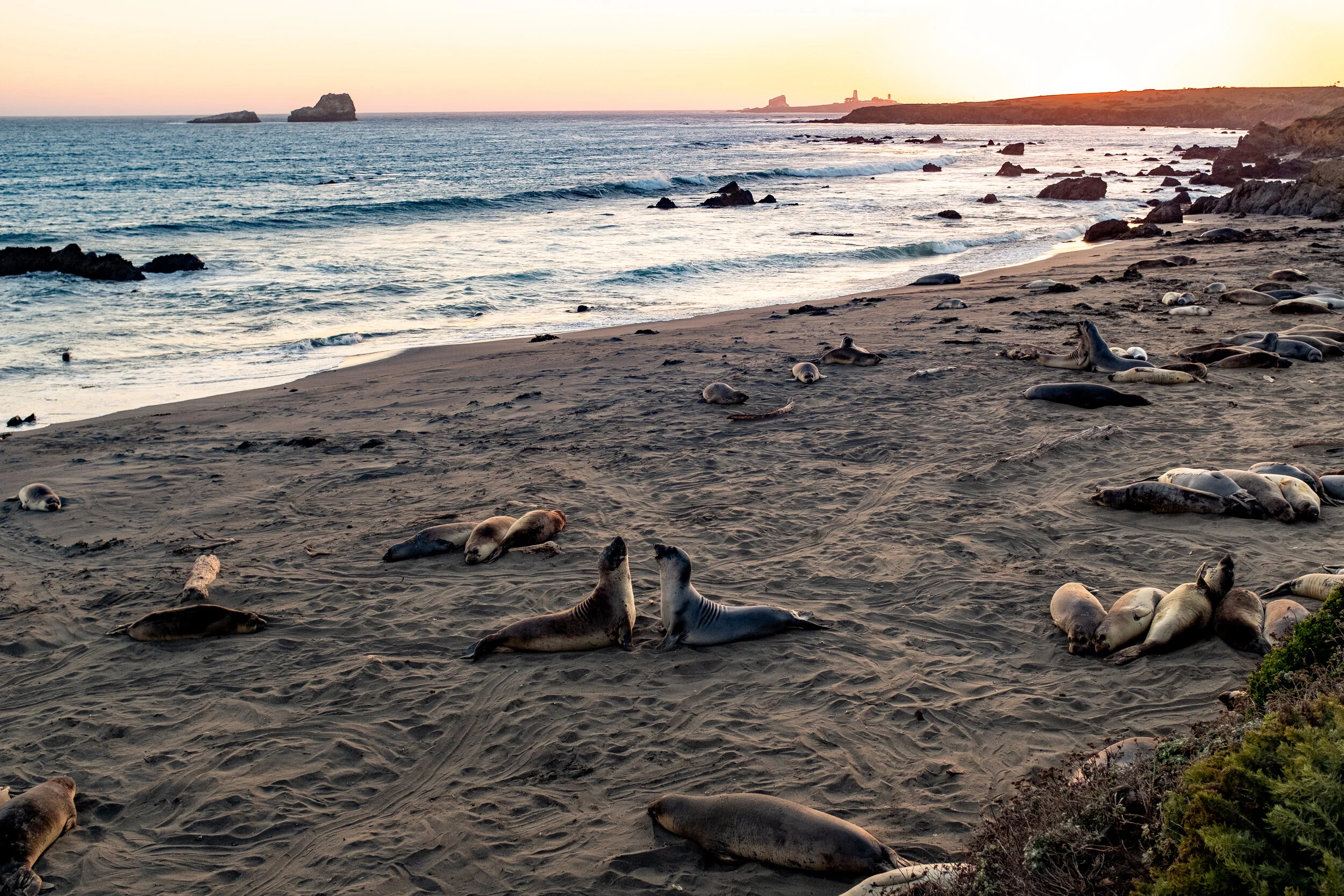 ElephantSealOverlook,Ca..jpg