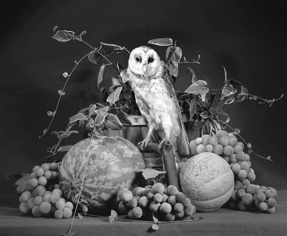 Still Life with Owl