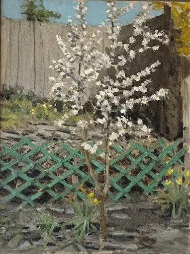 Flowering Cherry Tree