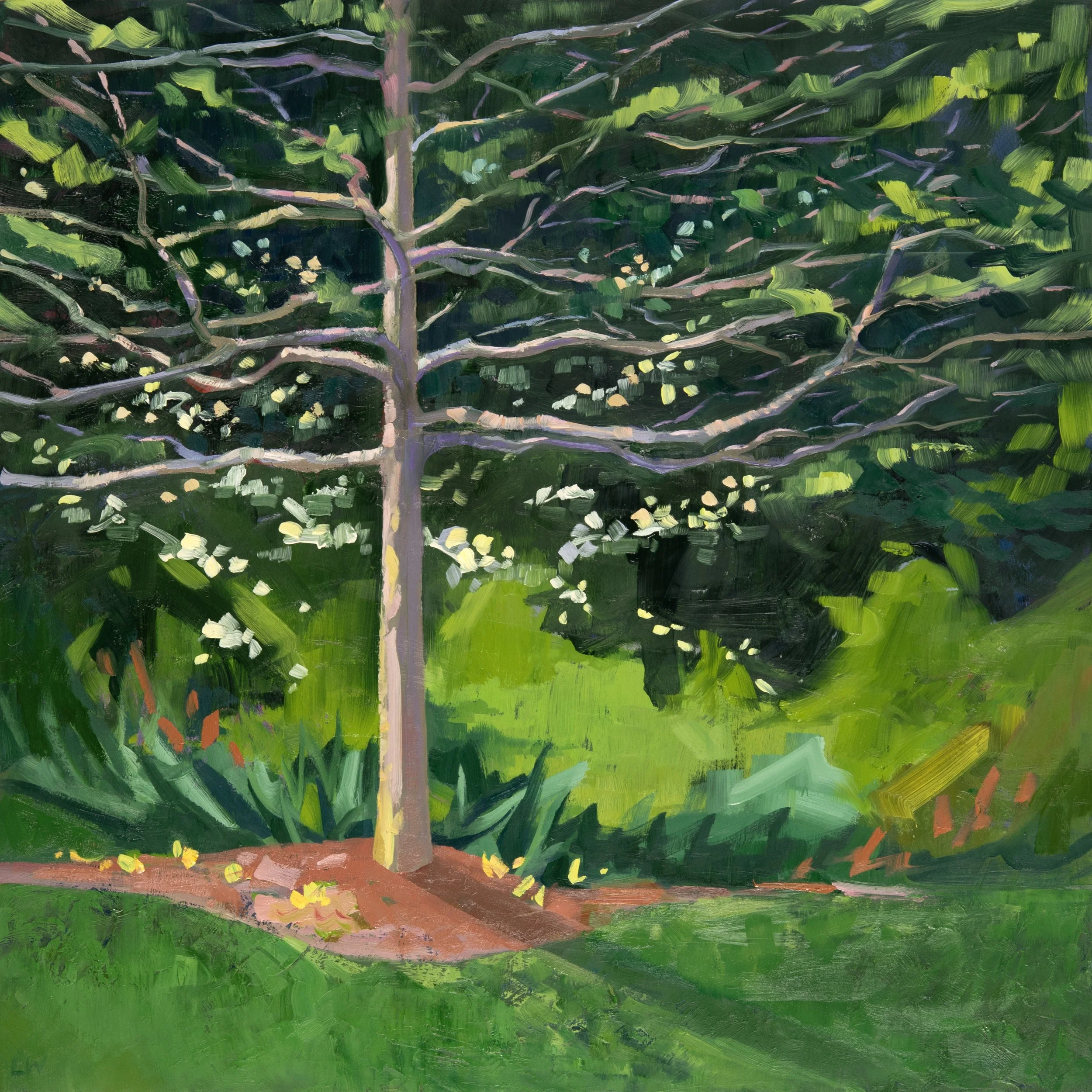Black Gum with Spring Kousa