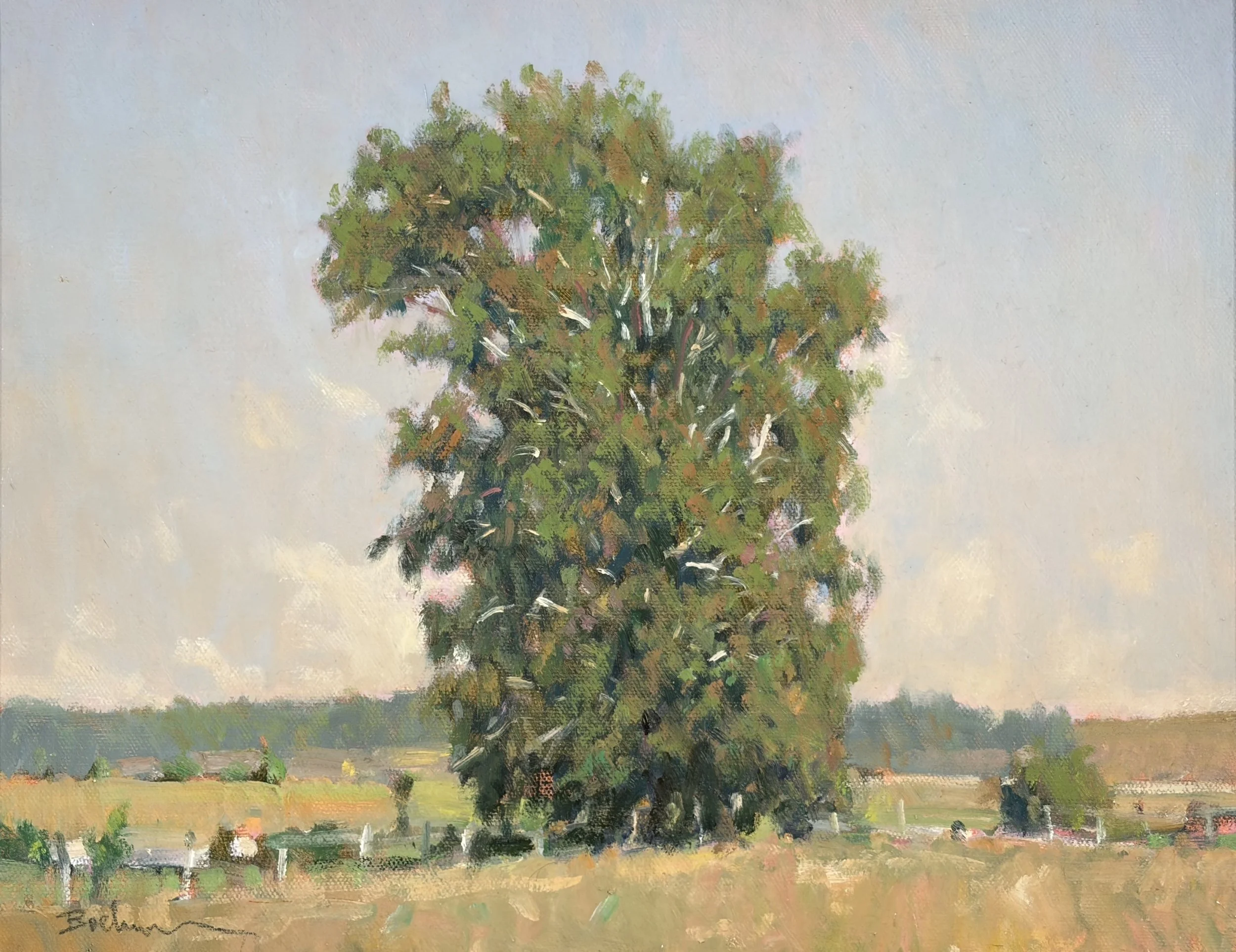 Hendersons Survey Sycamore