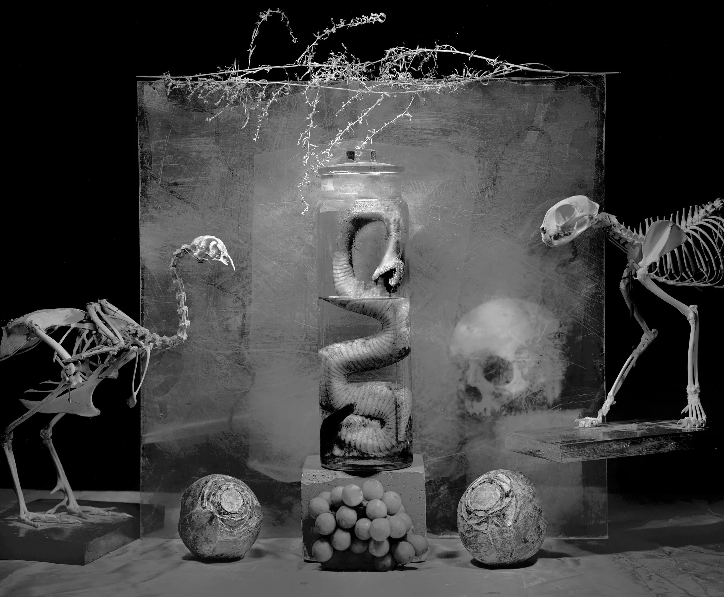 Vanitas