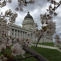 Capitol Bloom.jpg