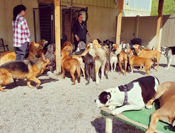 K9 Lifeline Training