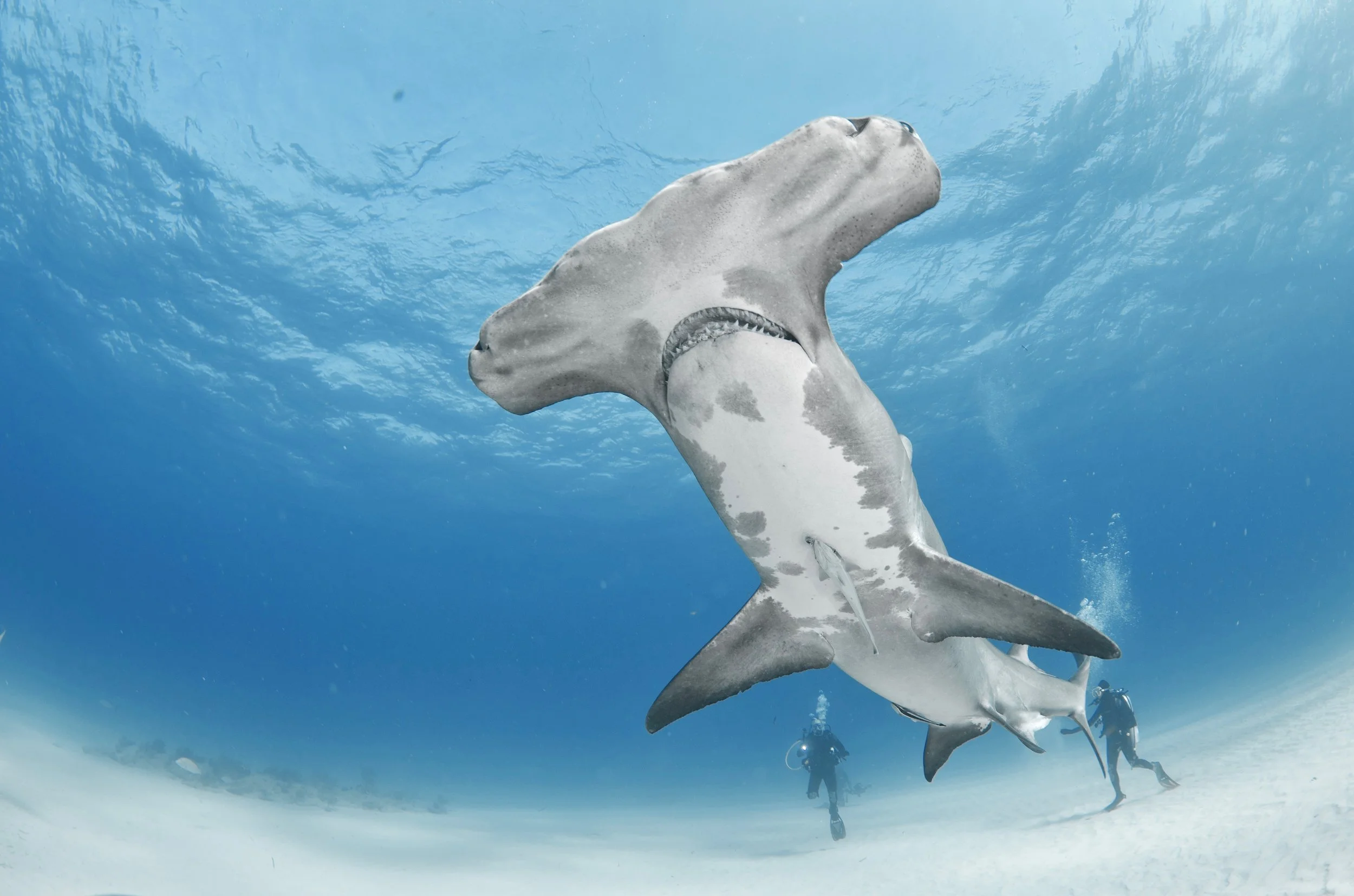 Tiger Beach (Shark Diving)