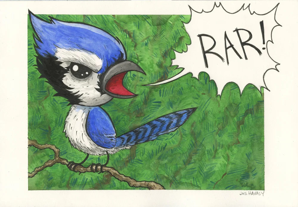 bluejay.jpg