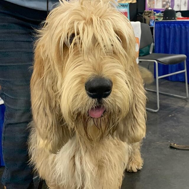 A New York Day. The Dog Show! The Travel Show! (That&rsquo;s the very adorable and rare Otterhound) @americankennelclub @nytimestravel @grandcentralnyc #otterhound #otterhoundlove
