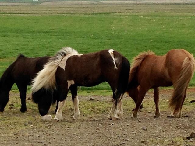 Five years ago, summer solstice, Northern Iceland, where the days never end.