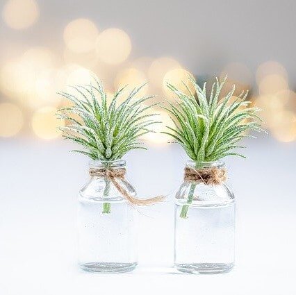 Nardella two plants-4572694_640-min.jpg