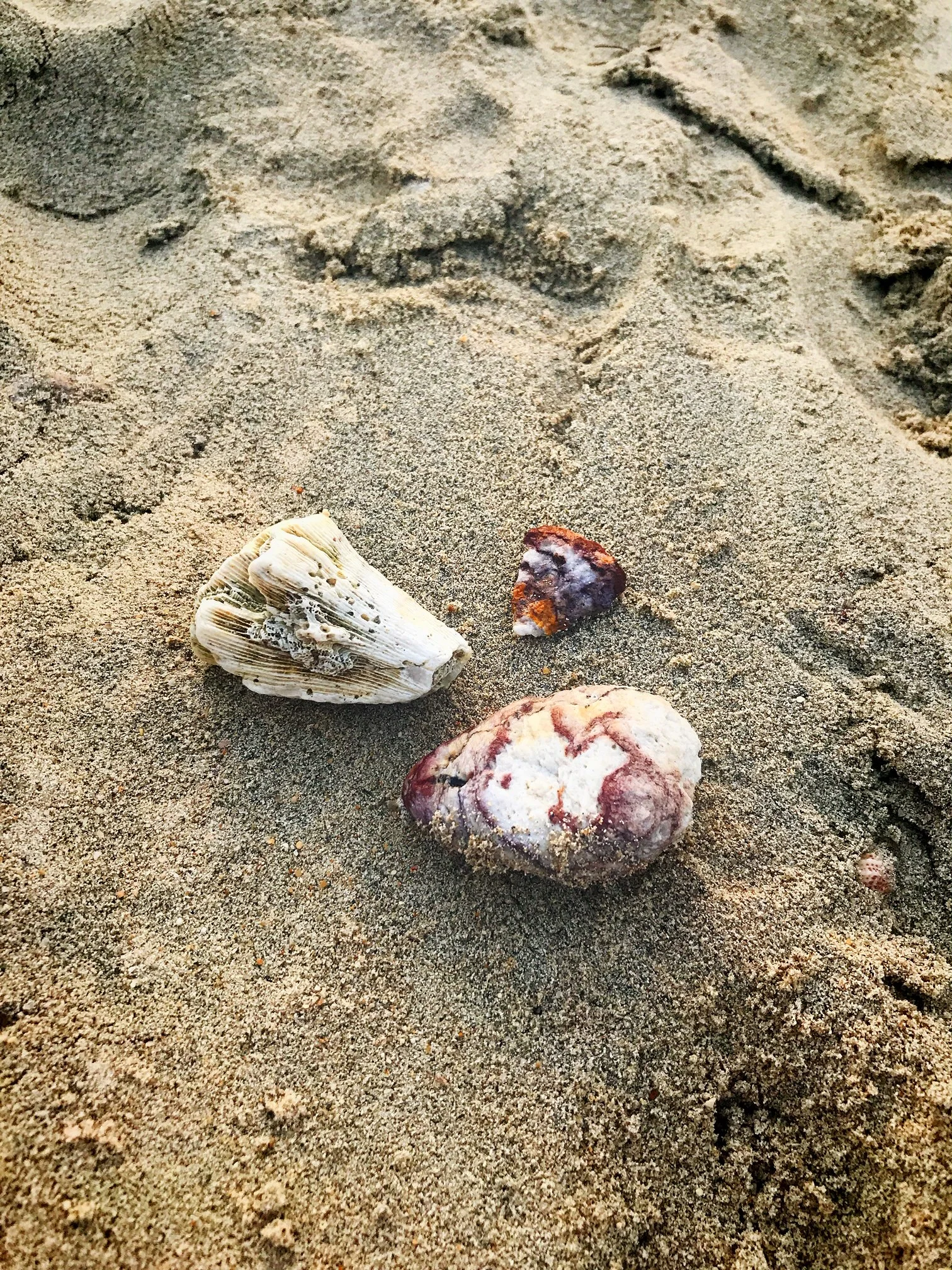 Shells.jpg