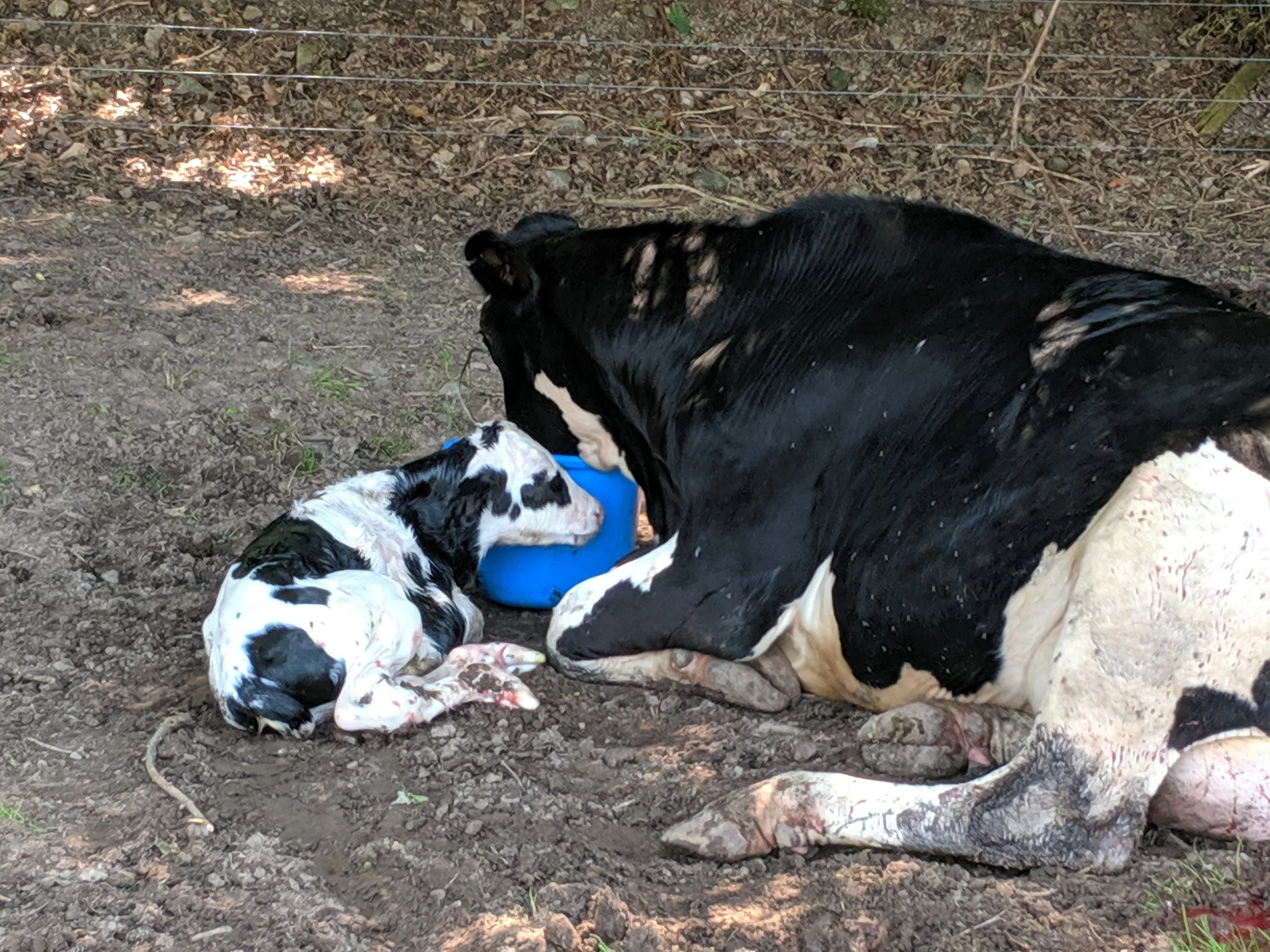 Once the calf was born and mama took a break from cleaning her up, she is given a few buckets of water that is filled with vitamins for her after the birth.