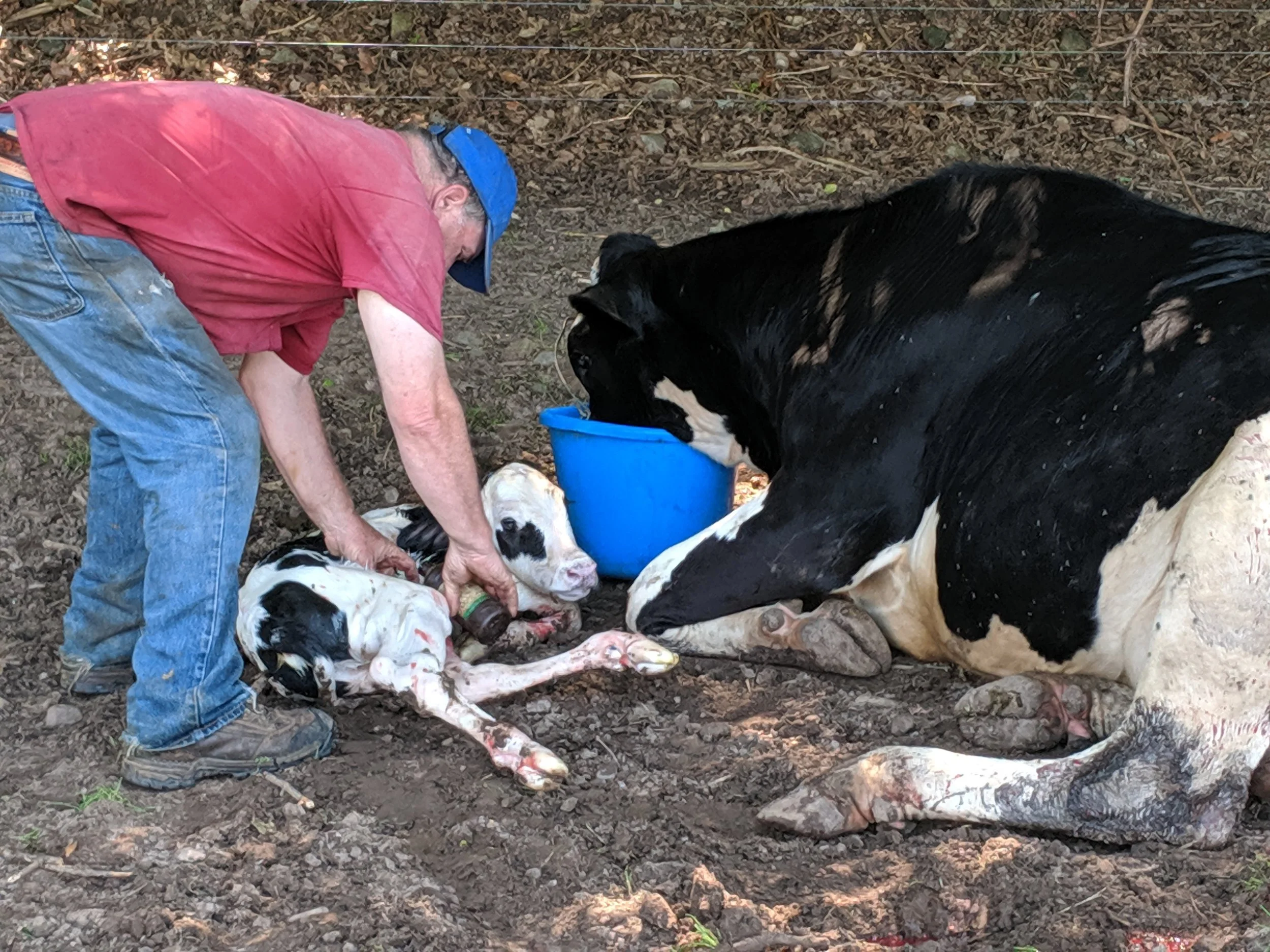 As mama drank her vitamins, our farmer had to tend to the baby’s umbilical cord with iodine to help fight any infection after the birth.
