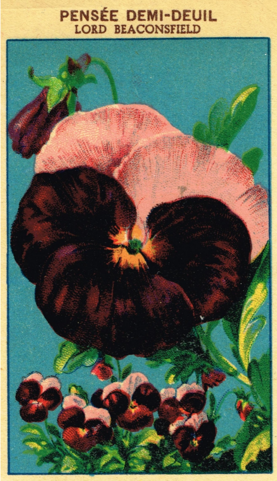 PansyVintageSeedPacket.png