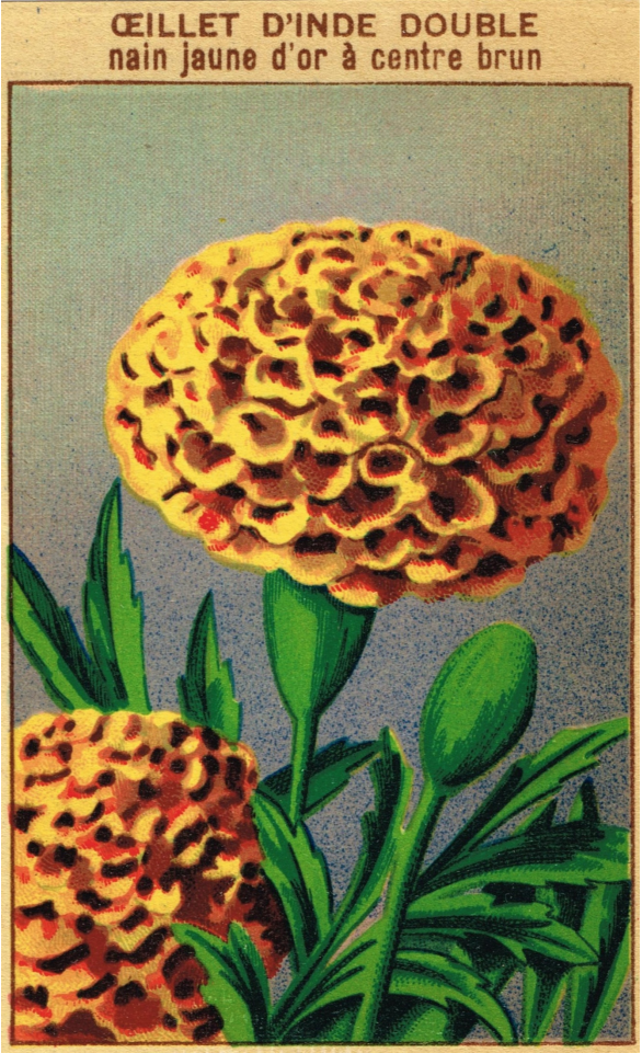 ConeFlowerVintageSeedPacket.png