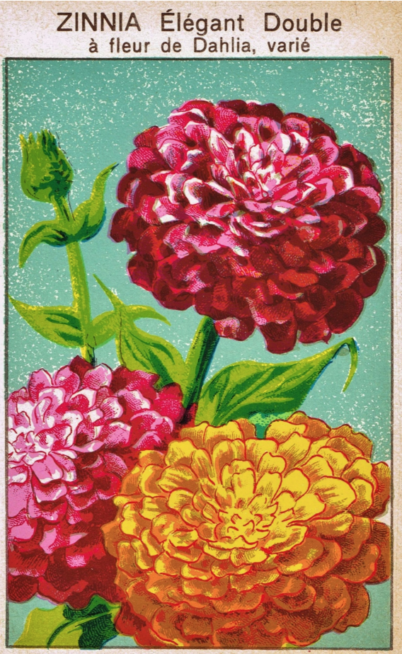 ZinniaVintageSeedPacket.png