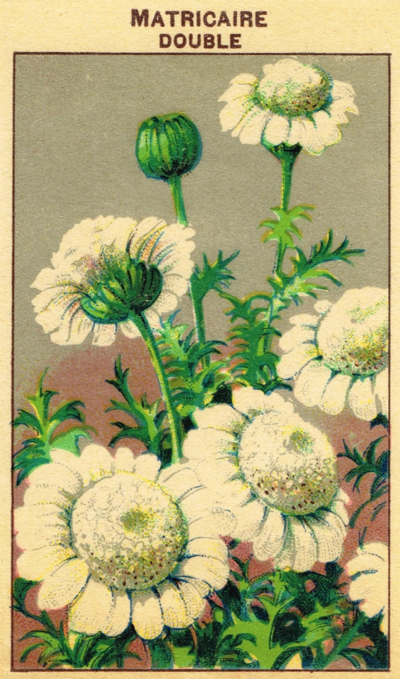 DaisyVintageFlowerSeedPacket.png
