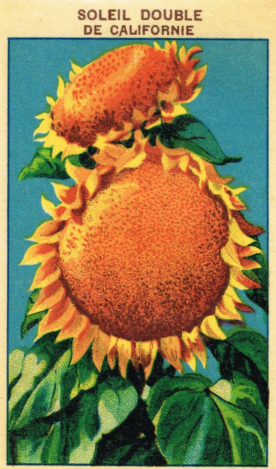SunflowerVintageSeedPacket.png