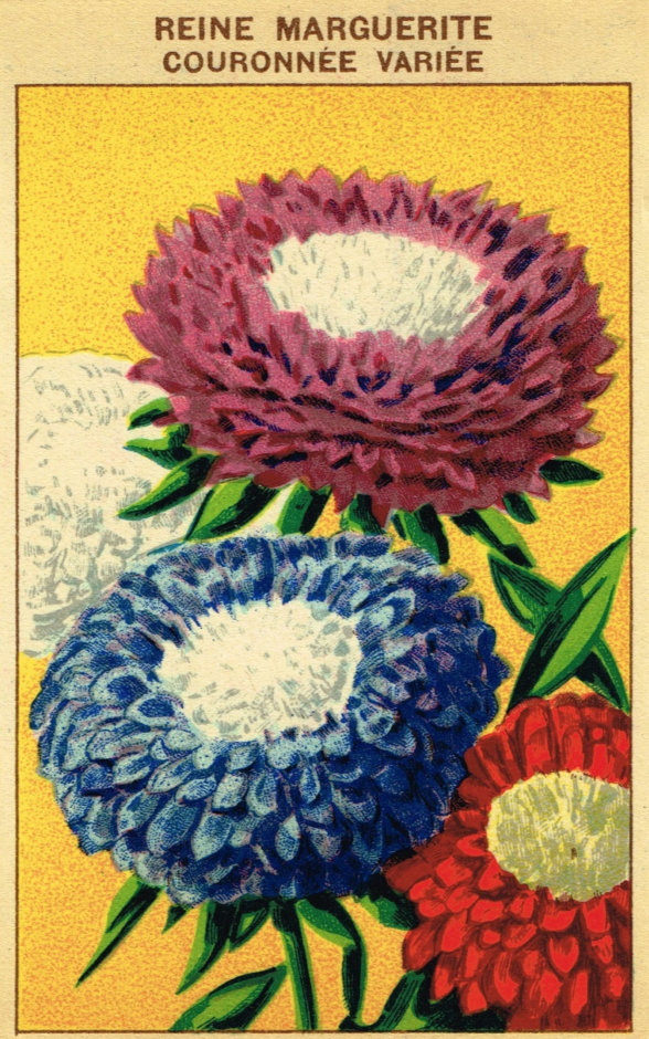 MargeruiteVintageFlowerSeedPacket.png