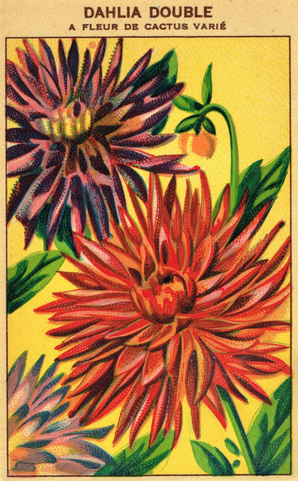 DahliaVintageSeedPacket.png