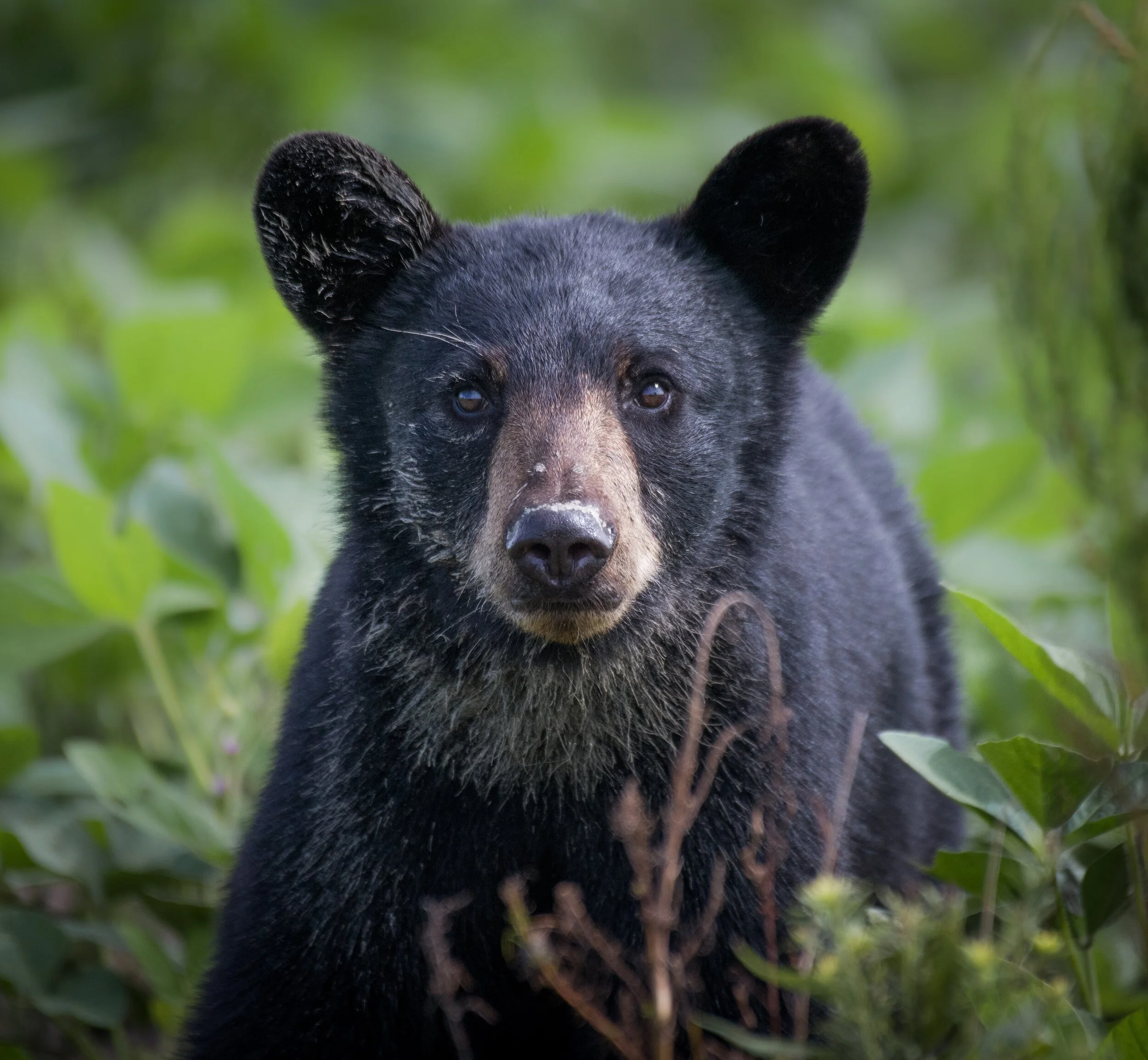BearCategory2.jpg