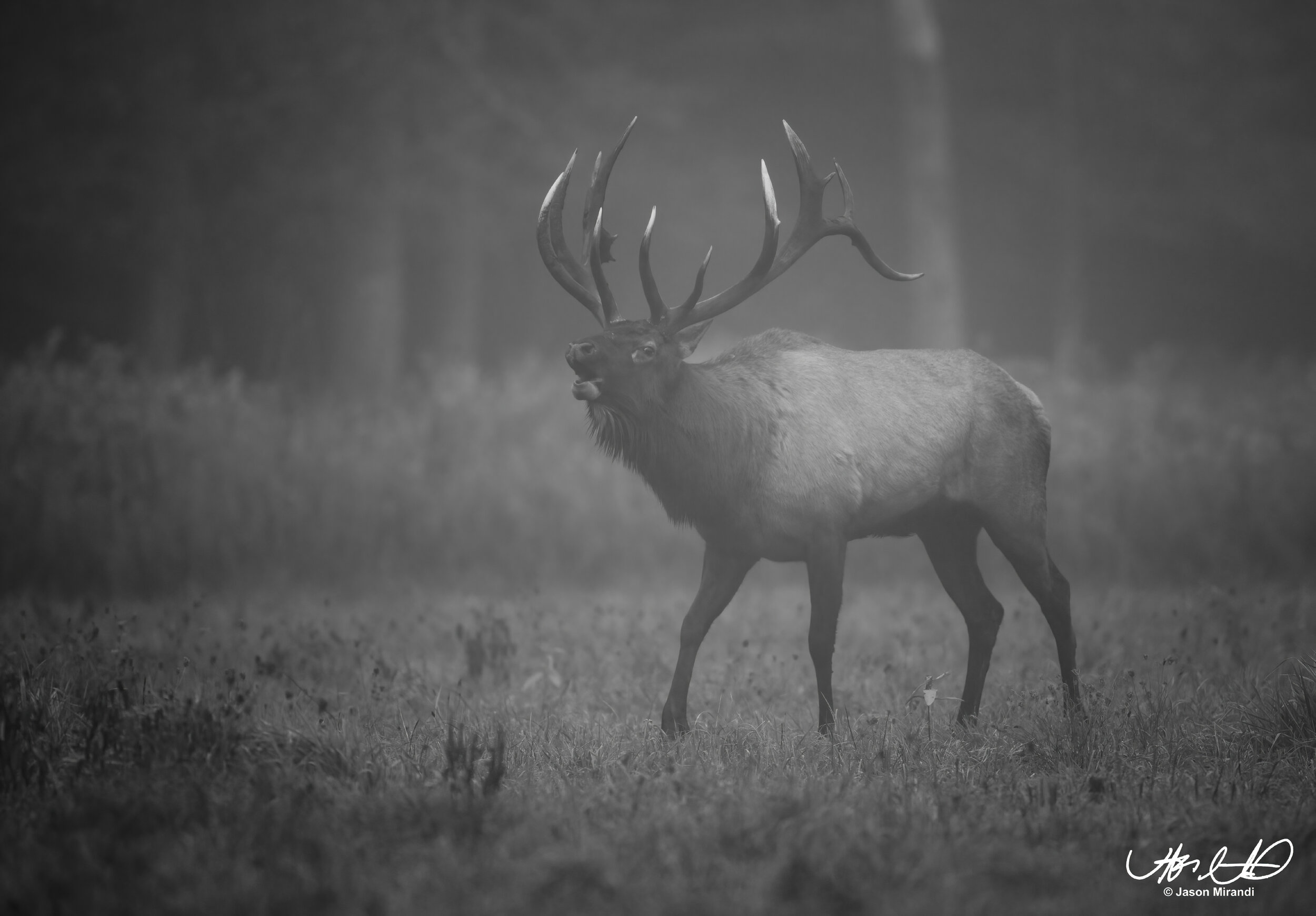 Gallery: Cervids - Deer, Moose, Elk — Hunting with a Lens