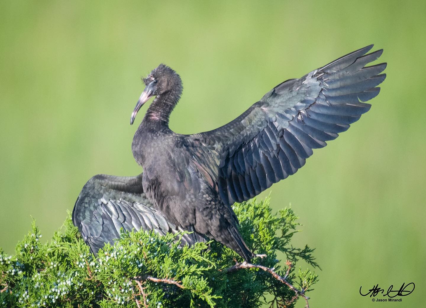 Air traffic control. Admittedly a goofy photo in harsh light, I wanted to post mainly because the pose cracks me up. Never thought I&rsquo;d see a glossy ibis directing air traffic, but here we are. I feel like photoshopping in one of those orange co