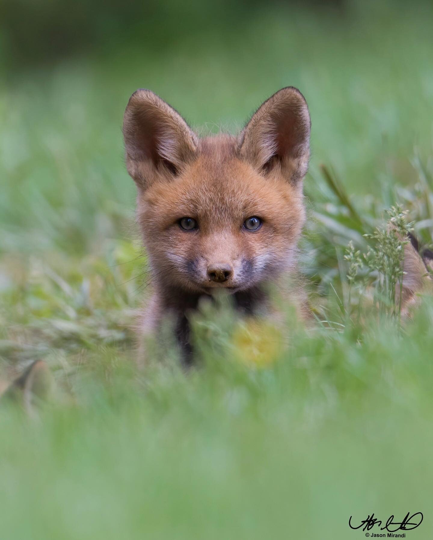 A fox kit peeking out of the den, spring 2021. It&rsquo;s taken a LONG time and a lot of searching and leads to find an active fox den this spring, but the payoff was worth it. It&rsquo;s a blast watching these little guys explore and play. Shot wide