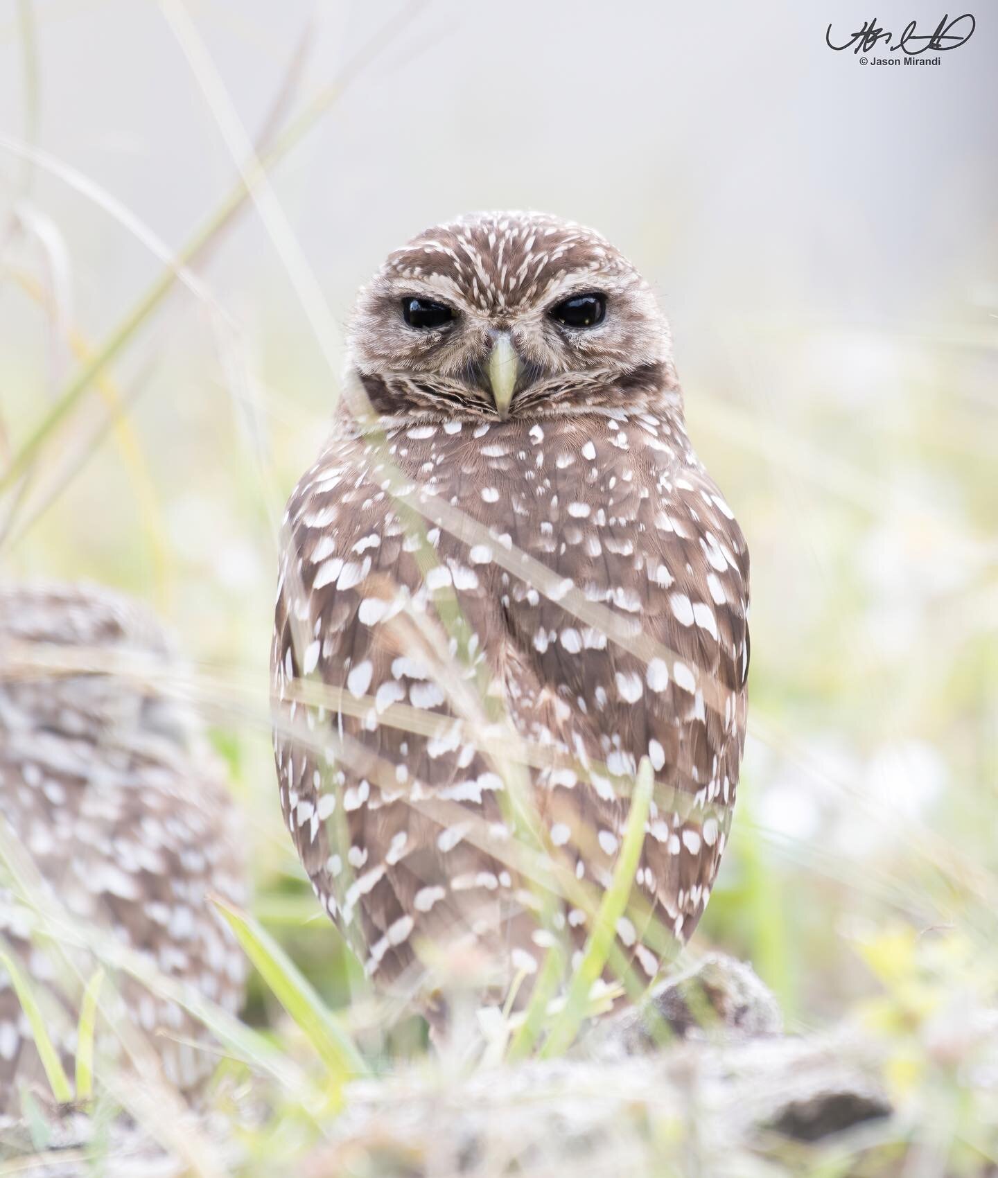 The most metal owl on earth🤘🏻- a burrowing owl with jet black eyes. 
A rare sight among these owls, which normally have bright yellow eyes, the black eyes are thought to be a result of a recessive trait or mutation. It is believed that this trait h