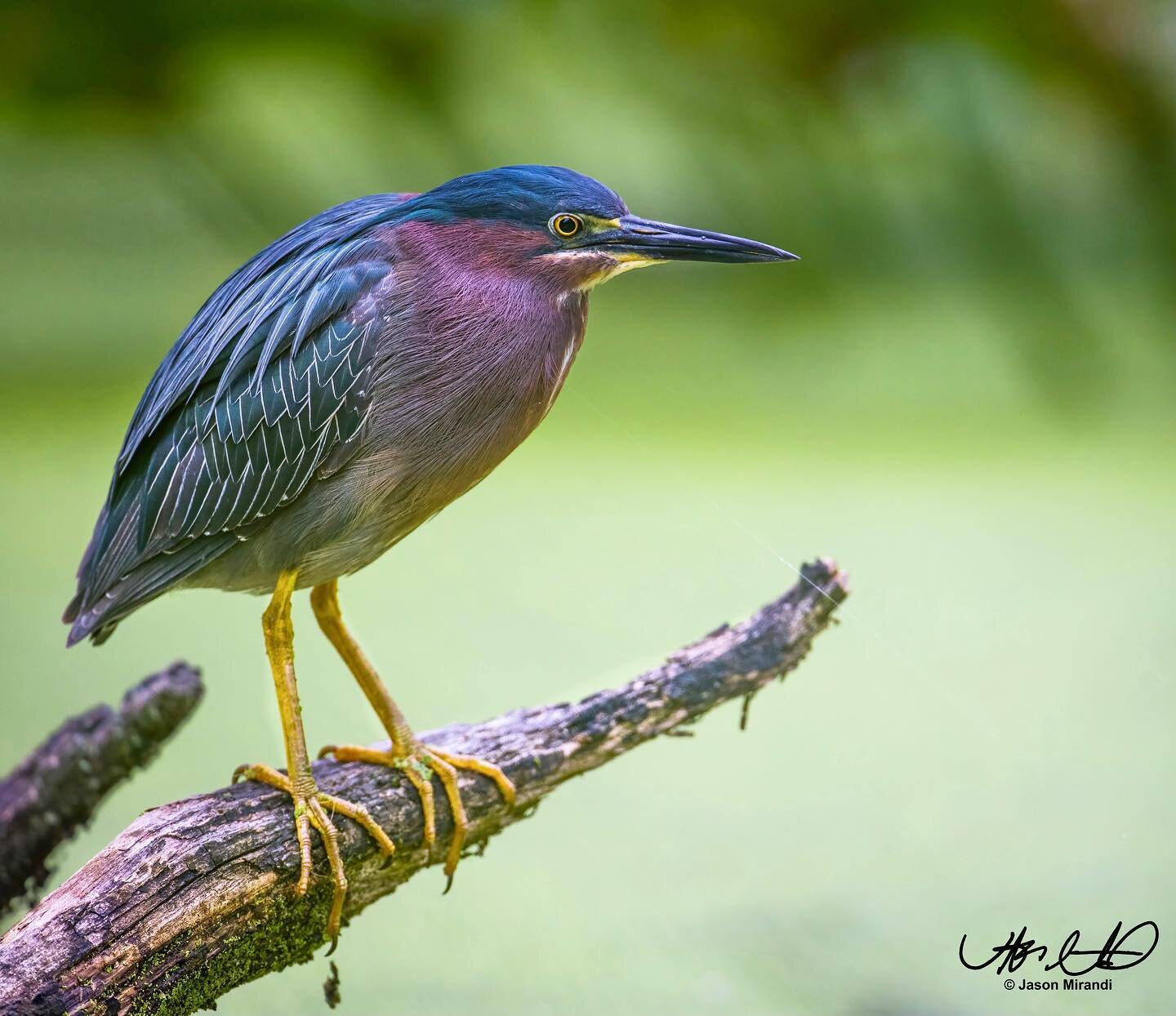 A green heron posing in a Pennsylvania canal. Fun fact: green herons are one of the few birds known to use tools. They will use insects and small sticks to lure fish close enough for them to strike. Pretty incredible stuff. 
.
.
.
.
.
.
.
#yourshotph