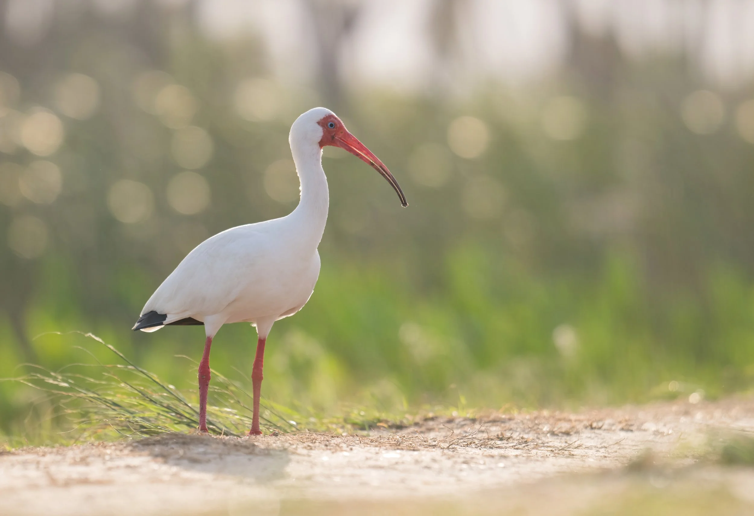 NZ8_3559-1-final-standard.jpg