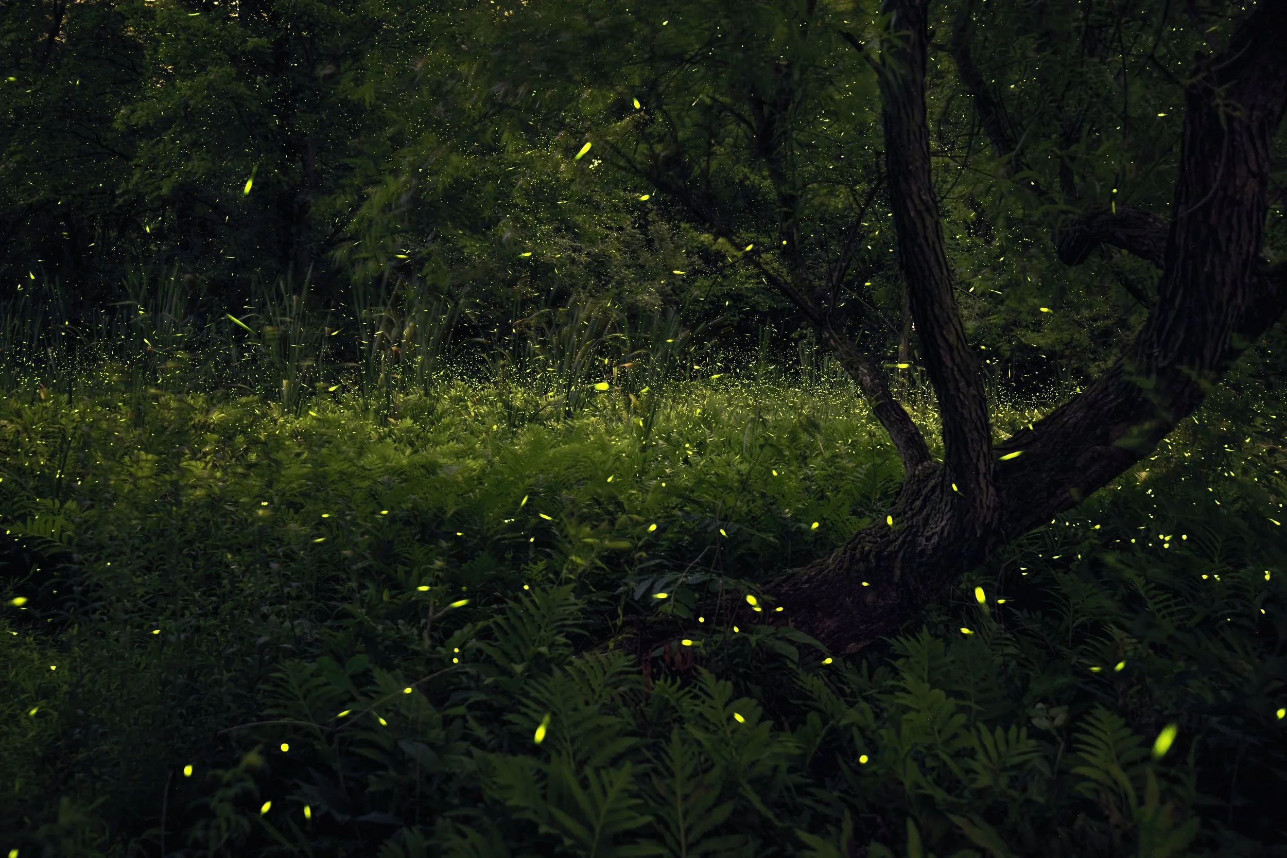 Lightning Bugs 2026_2-Final-Standard-standard.jpg