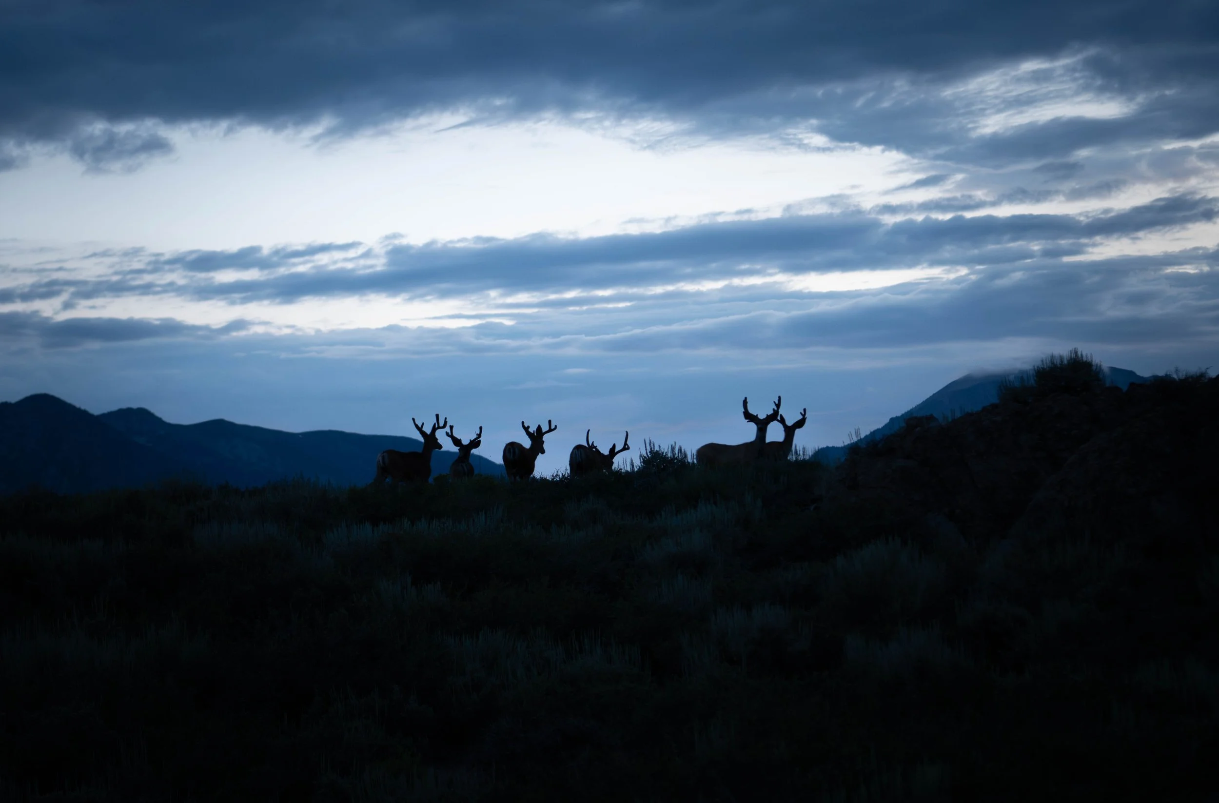 NZ8_5218-1.jpg