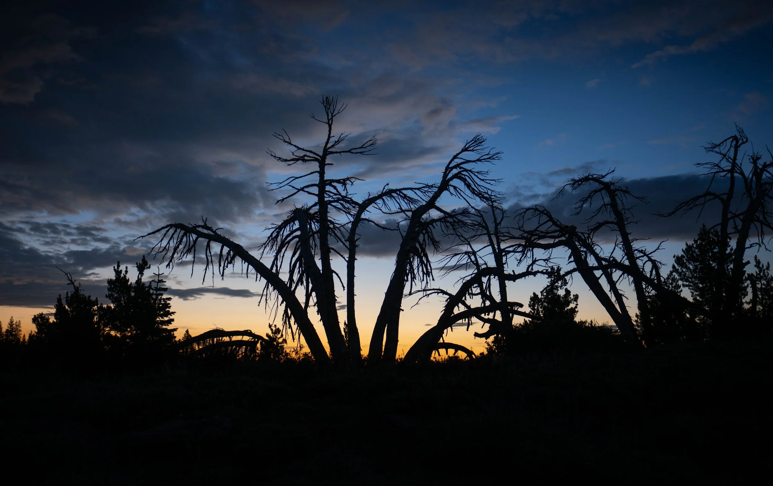 NZ8_5257-1.jpg
