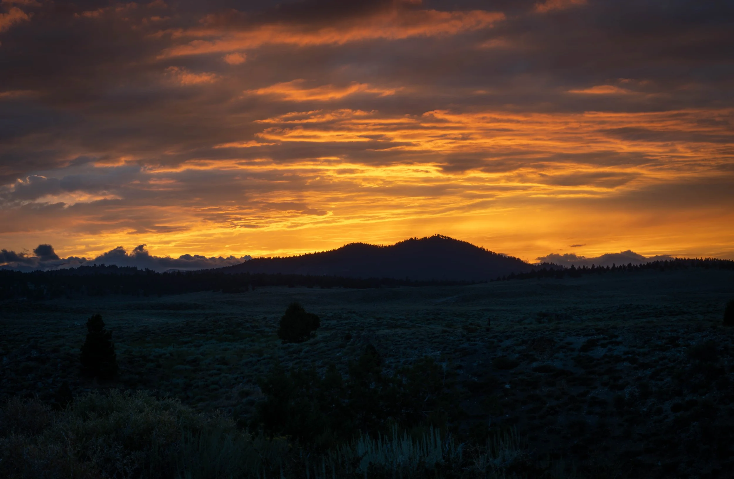 NZ8_5207-1.jpg