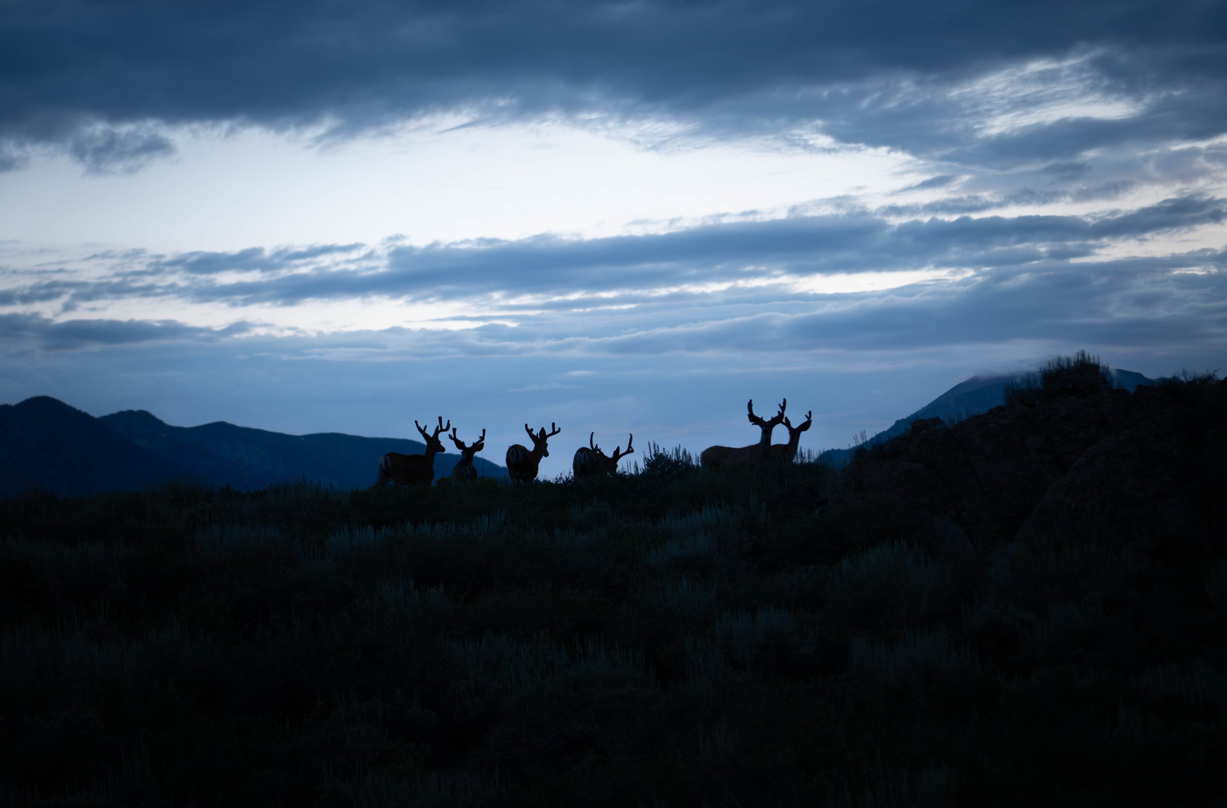 NZ8_5218-1.jpg