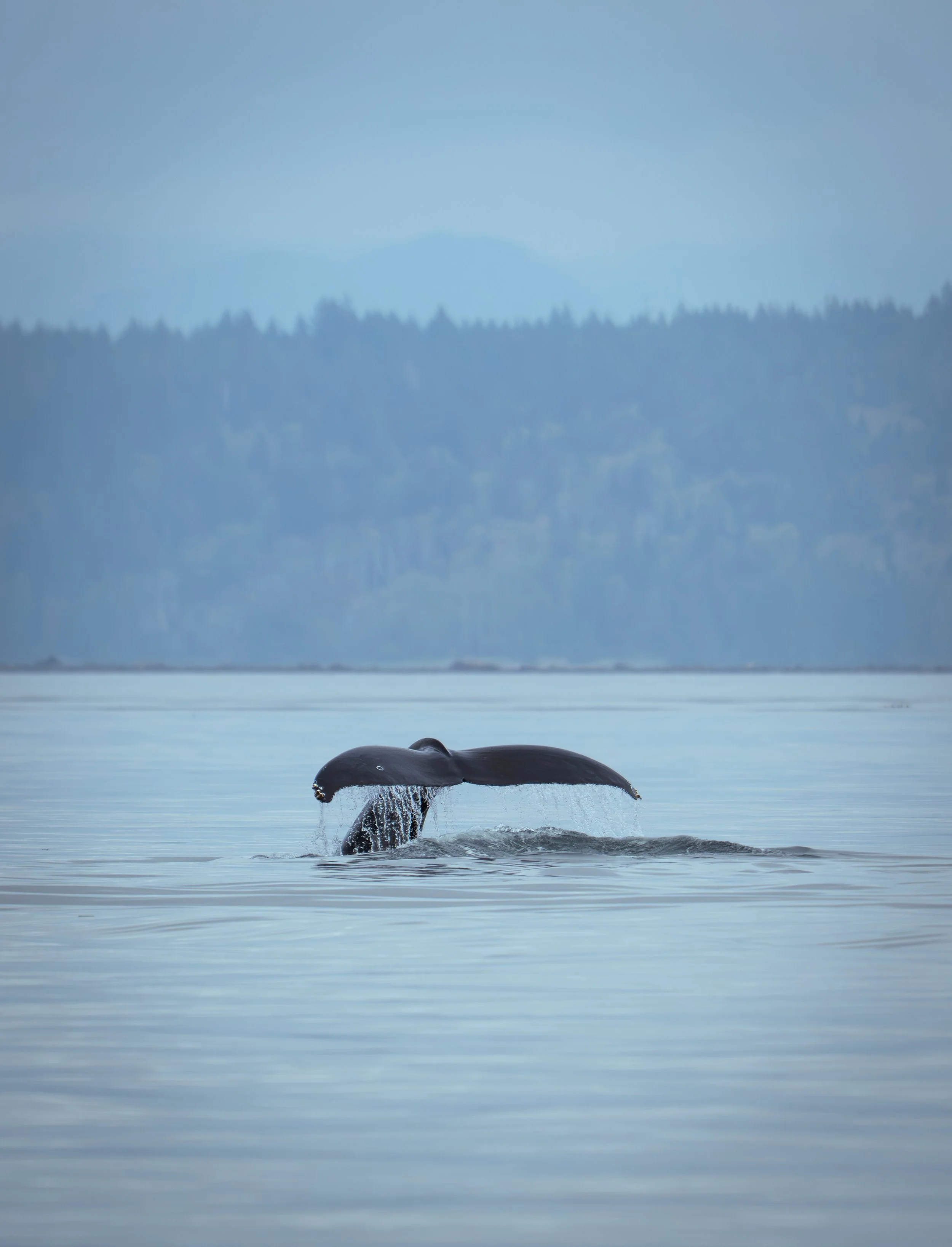 NZ8_2760-1.jpg