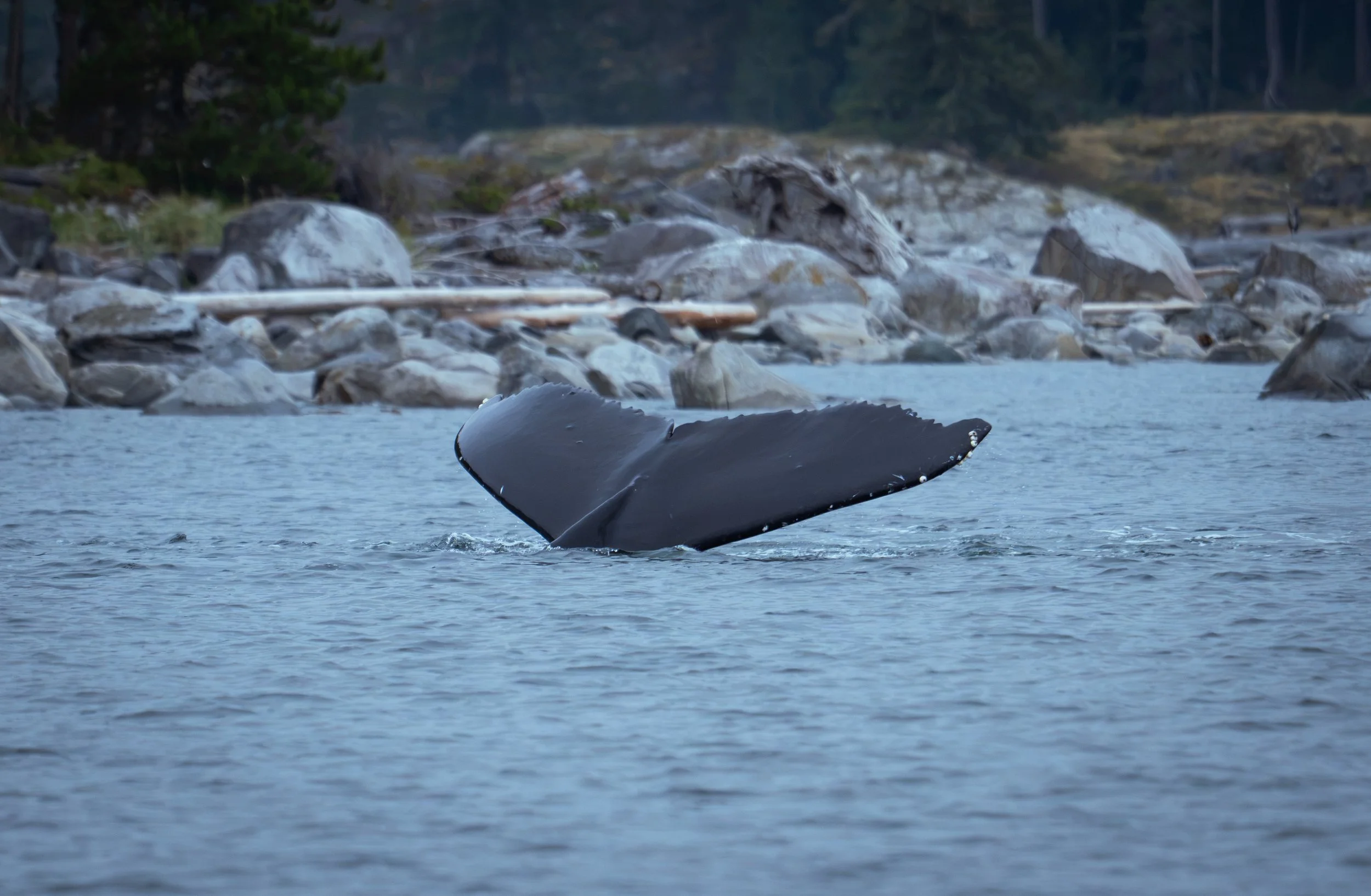NZ8_0929-1.jpg