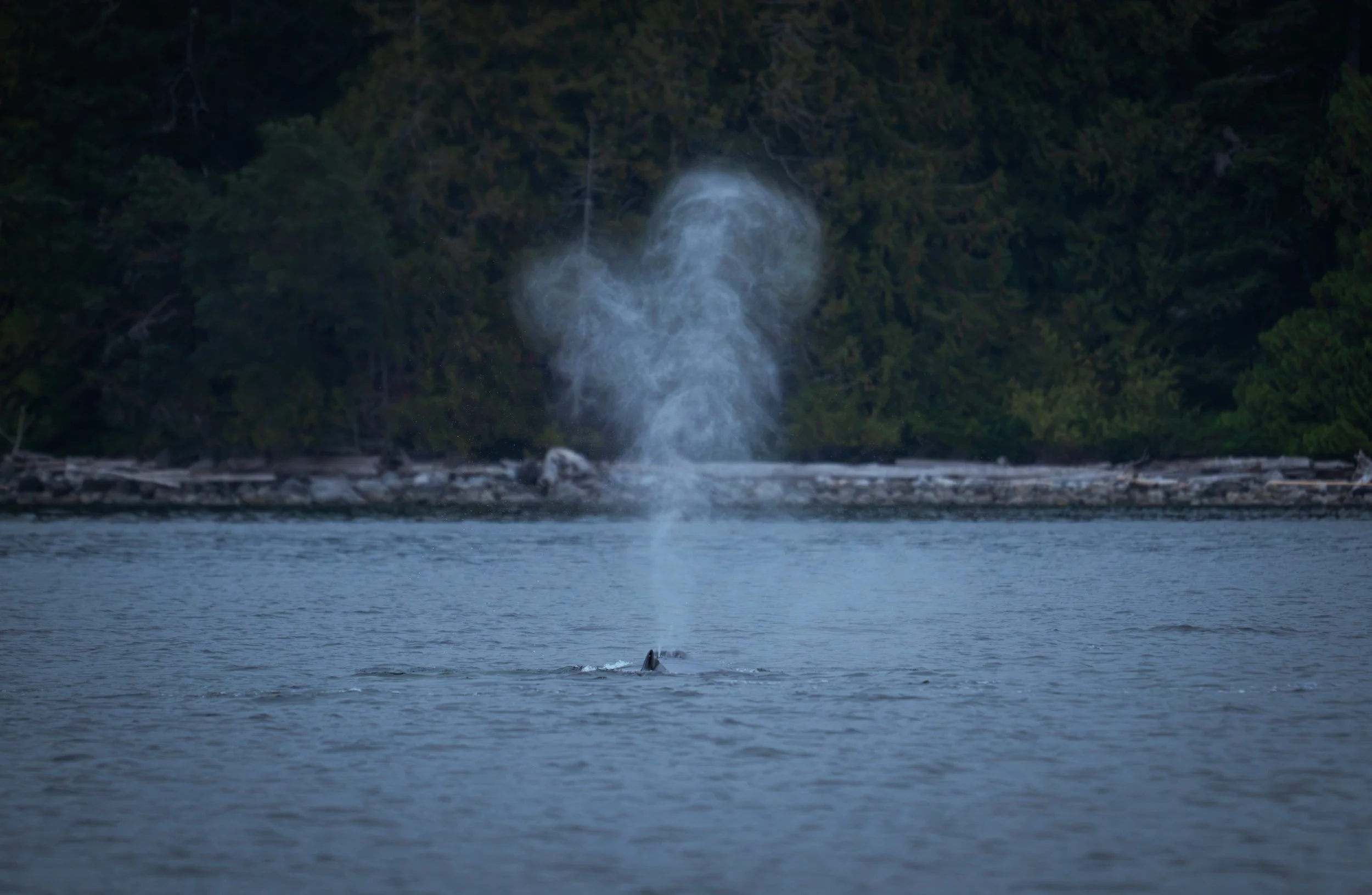 NZ8_0936-1.jpg