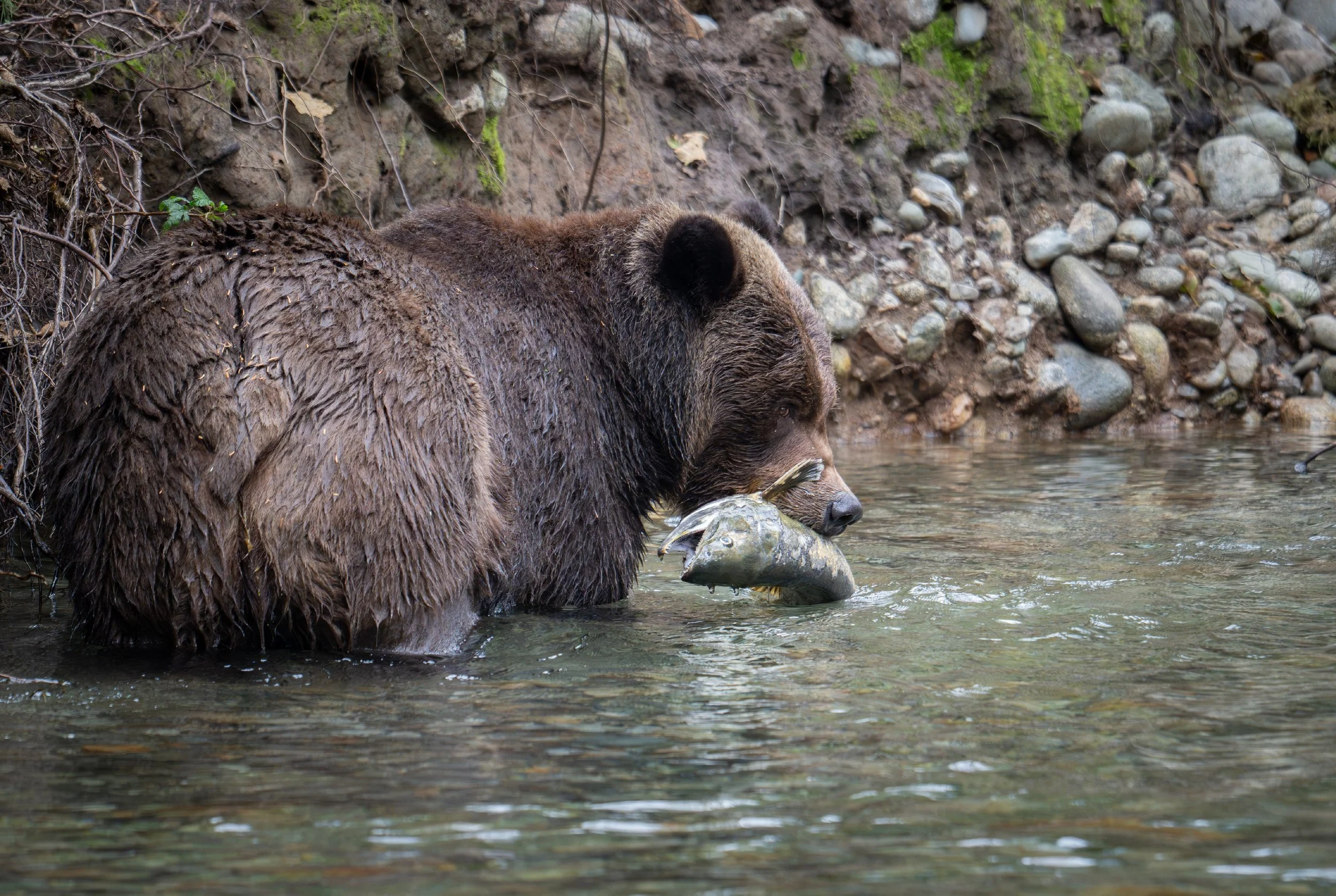 NZ8_1730-1.jpg