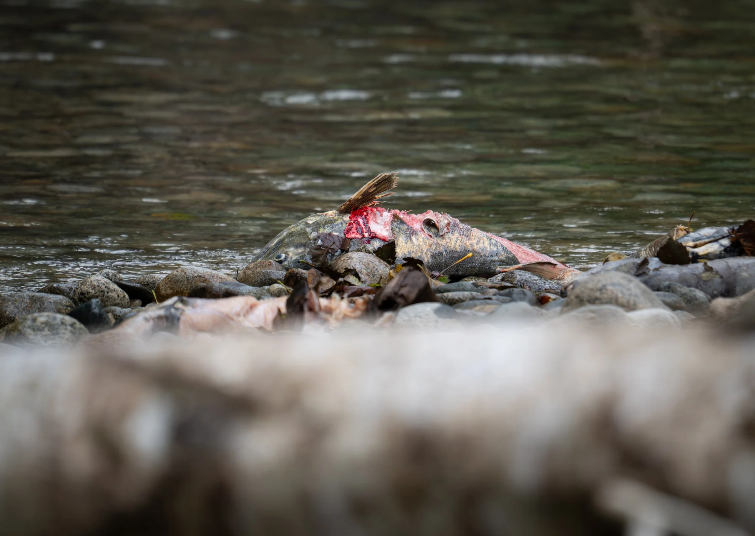 NZ8_2079-1.jpg