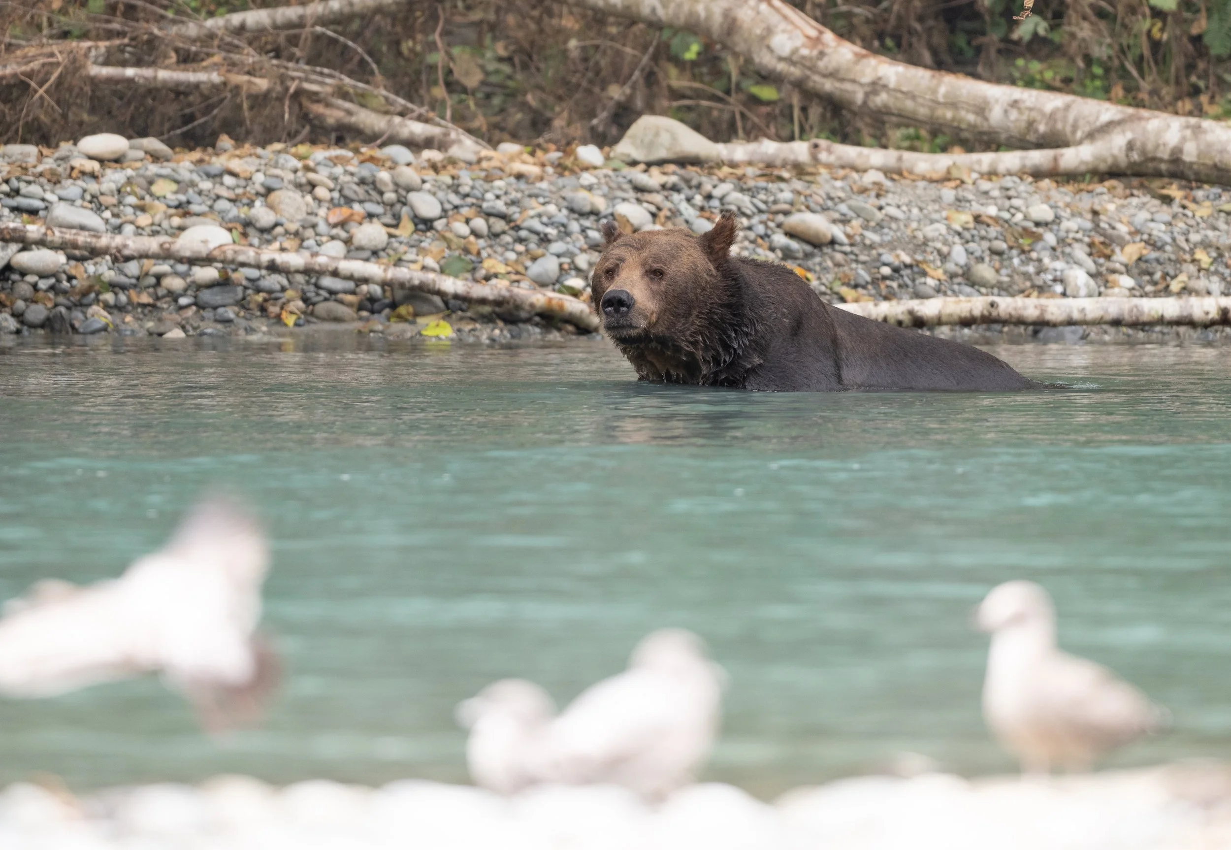 NZ8_2316-1.jpg