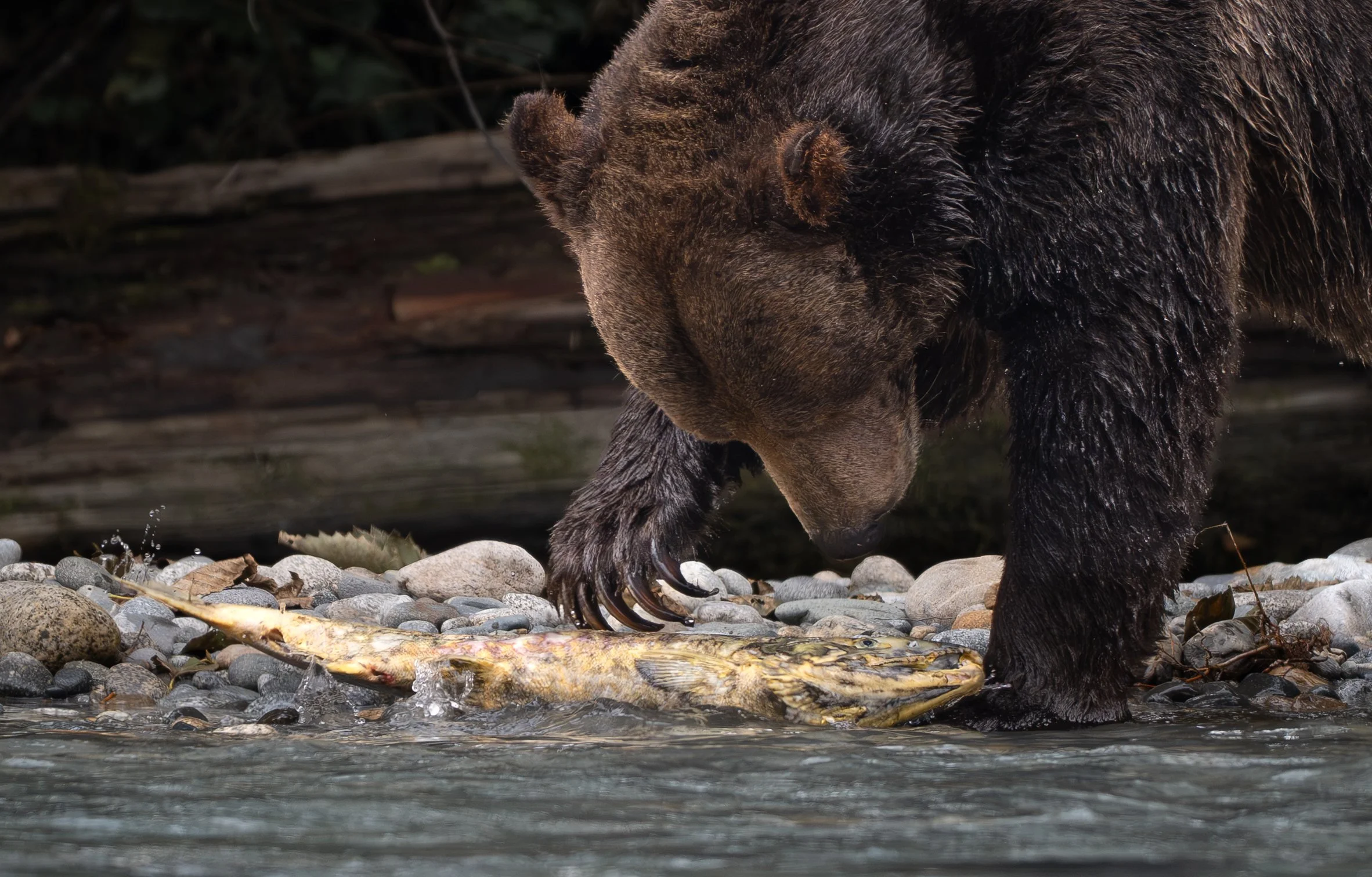 NZ8_2395-1.jpg