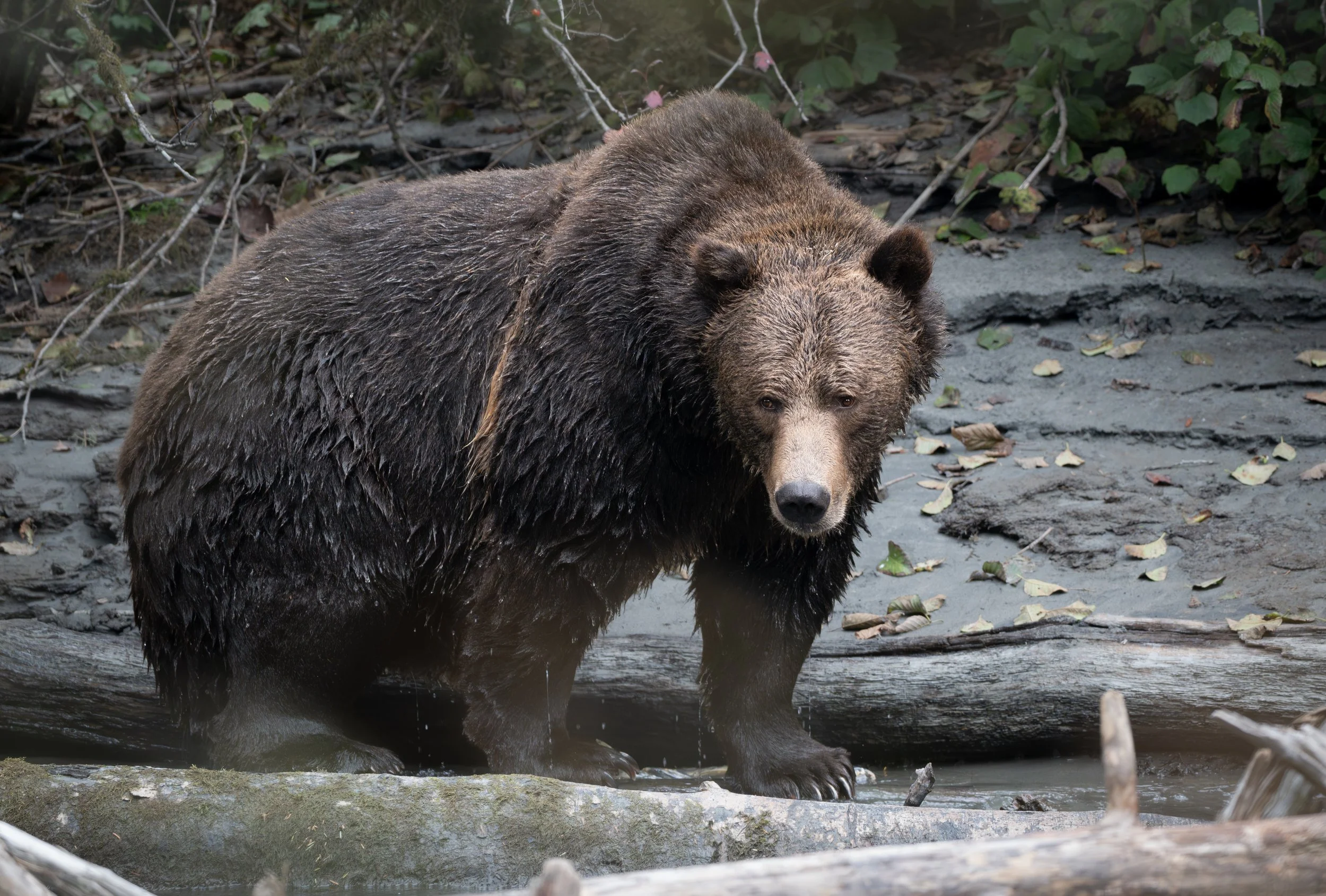 NZ8_1404-1.jpg