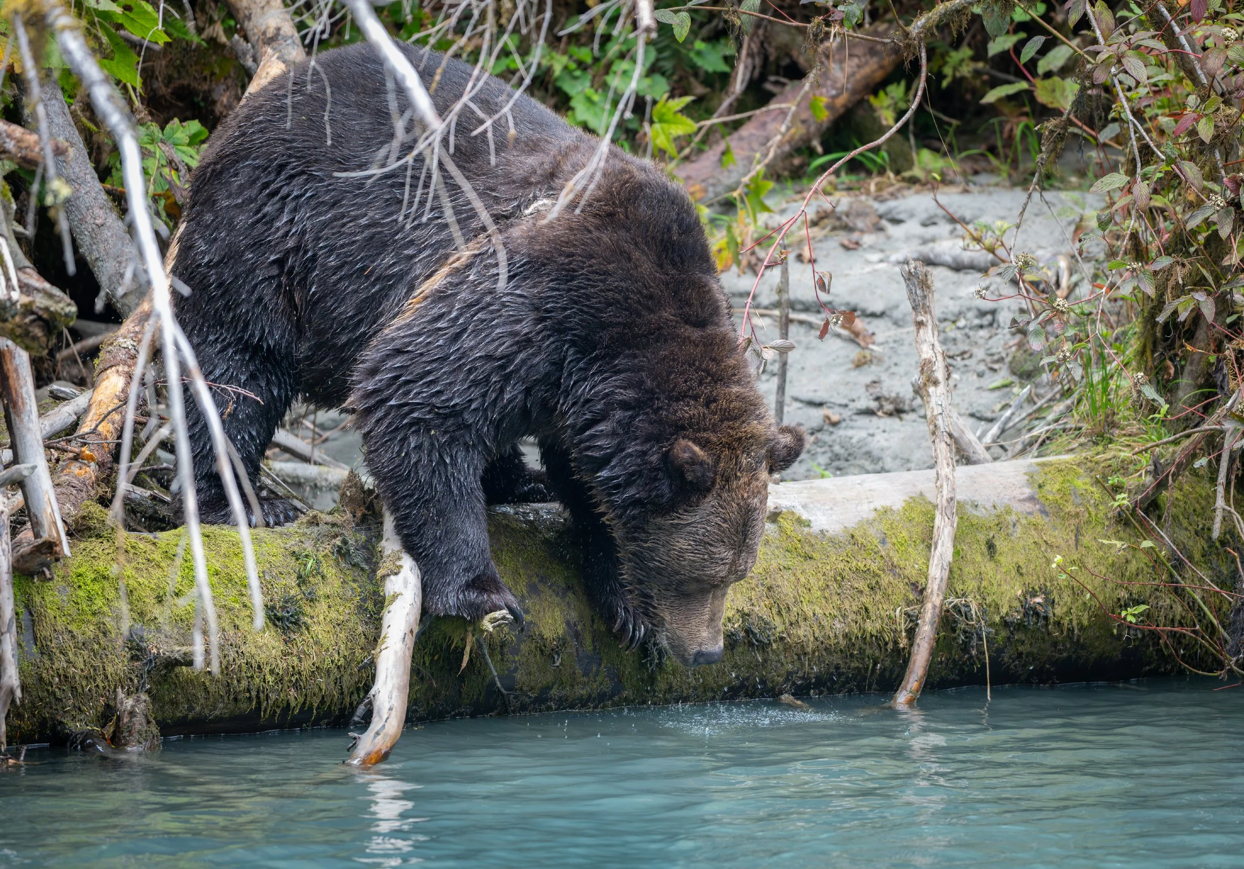 NZ8_1435-1.jpg