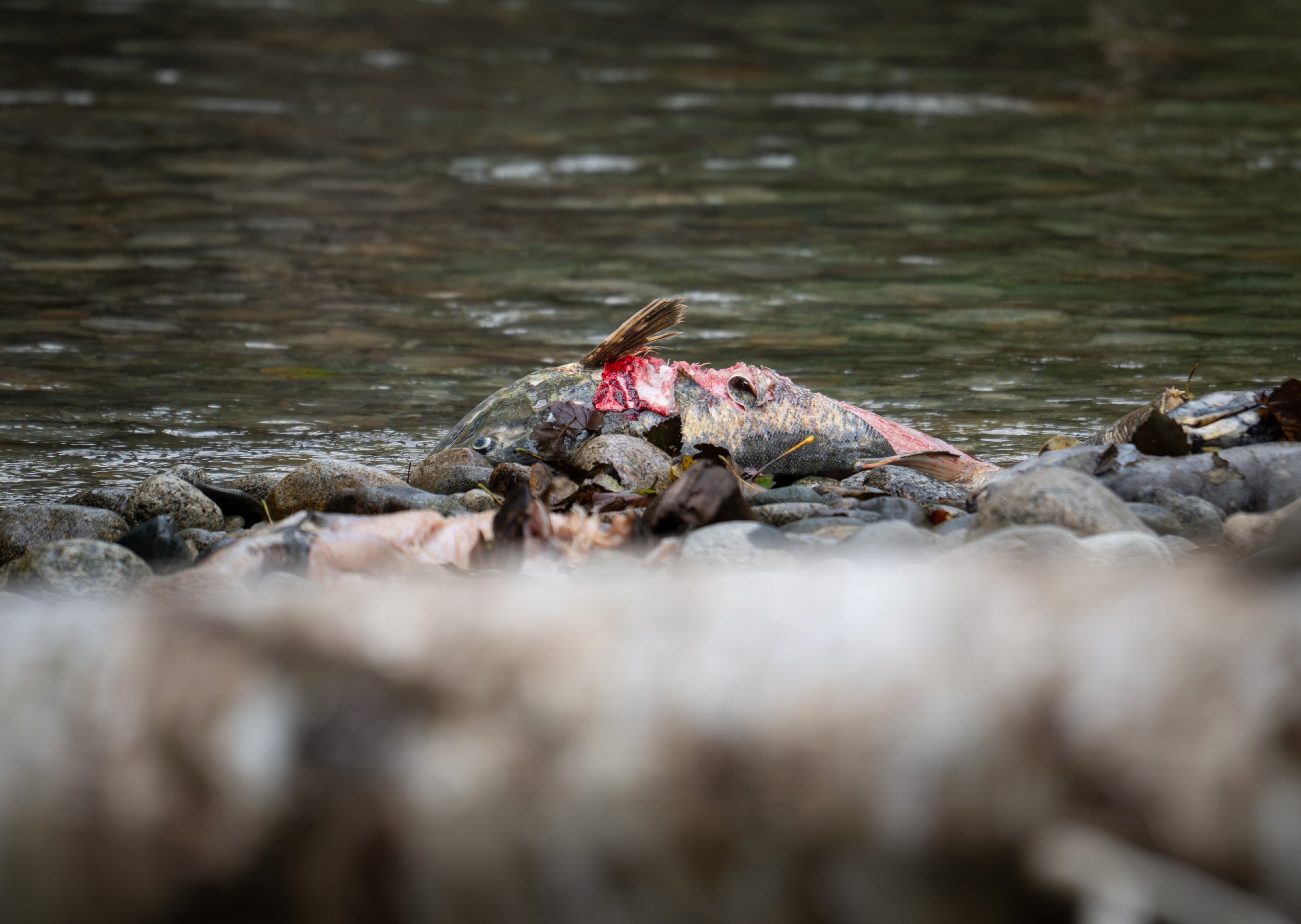 NZ8_2079-1.jpg