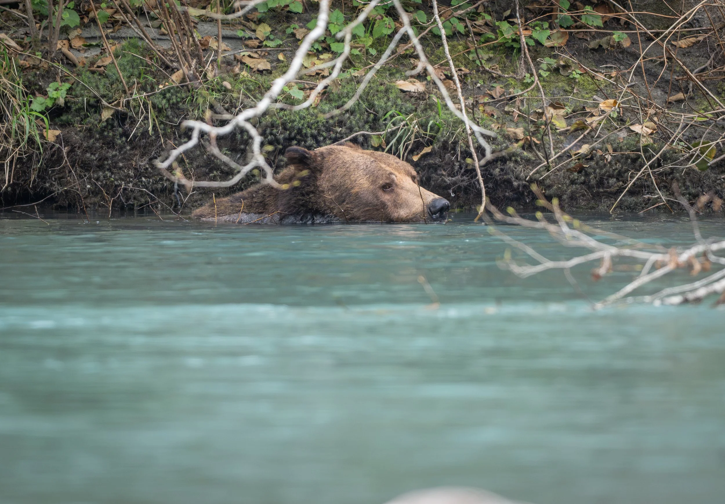 NZ8_2207-1.jpg